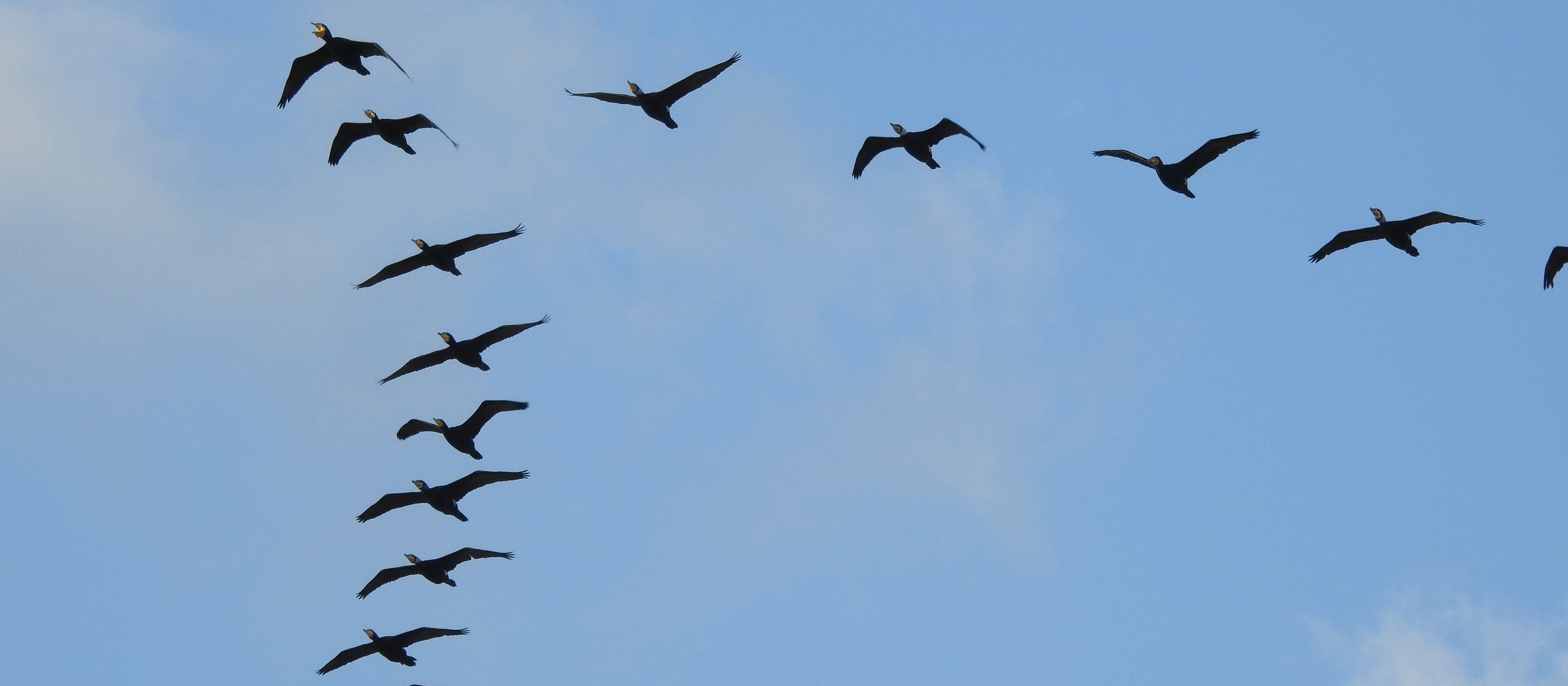 Flock of birds CR Yoel Winkler on Unsplash