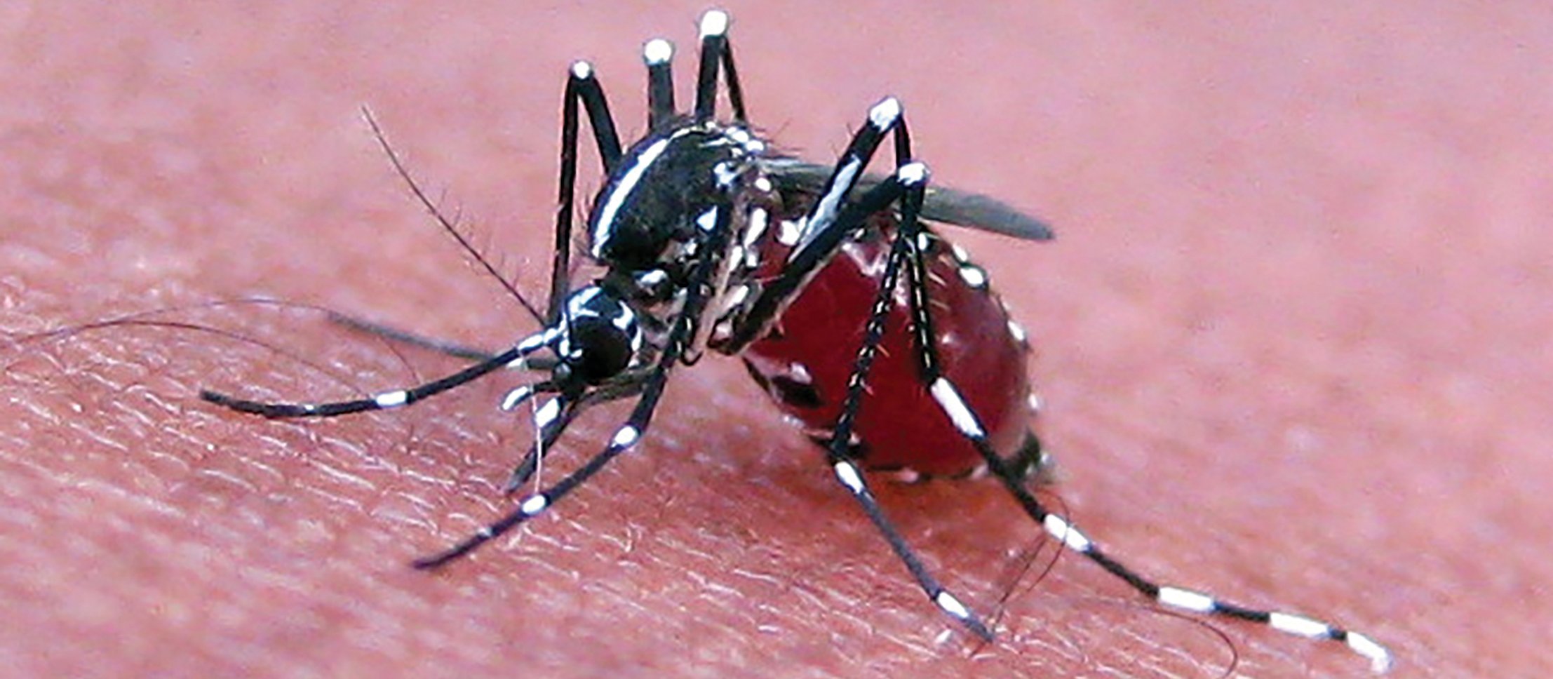 mosquito feeding 2011