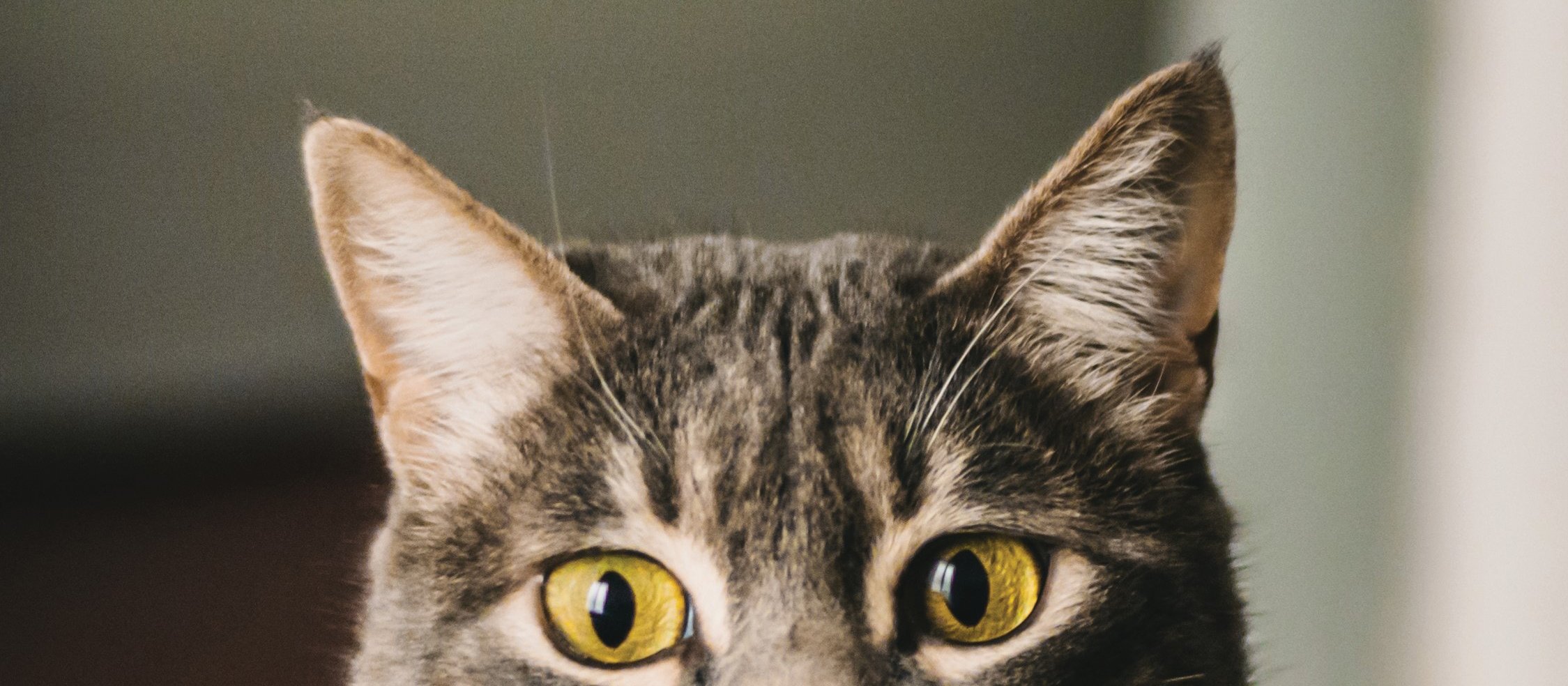 Cat Hiding