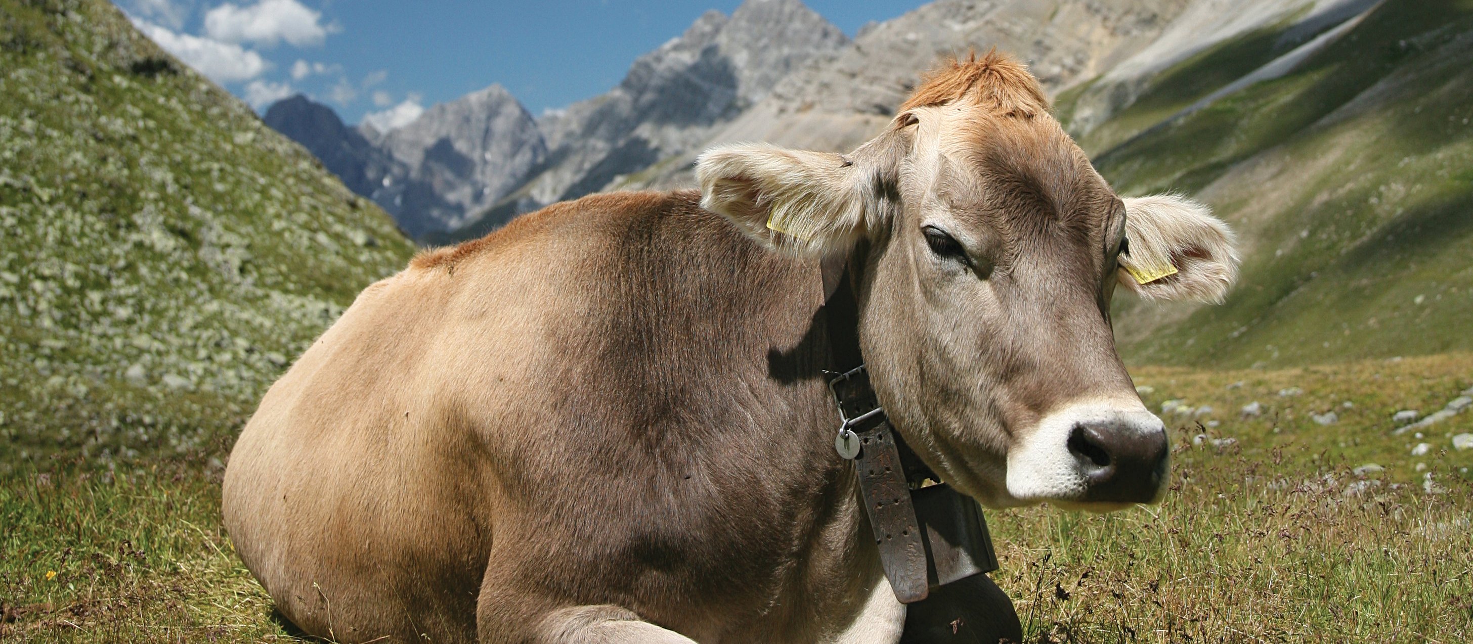 Complacent cow CR Daniel Schwen on Wikimedia