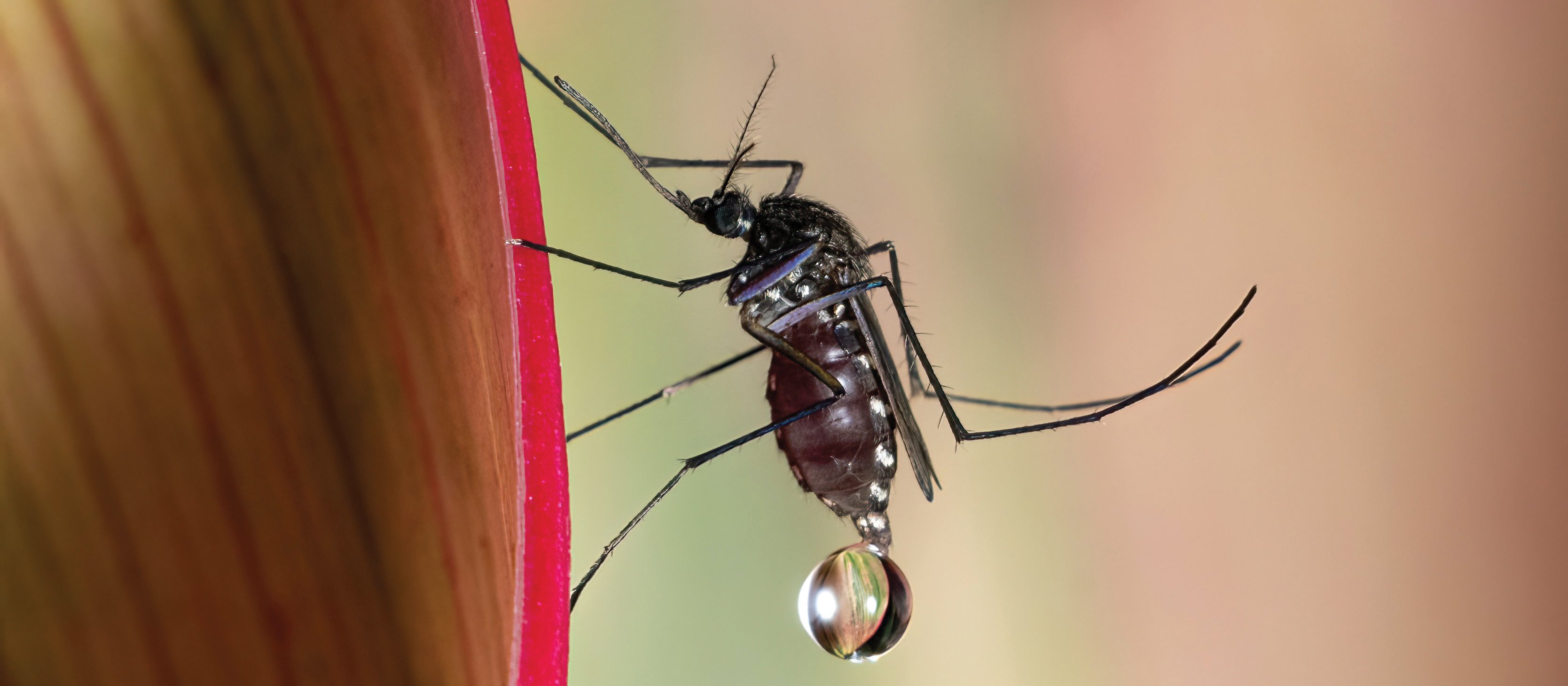 Mosquito CR David Clode on Unsplash