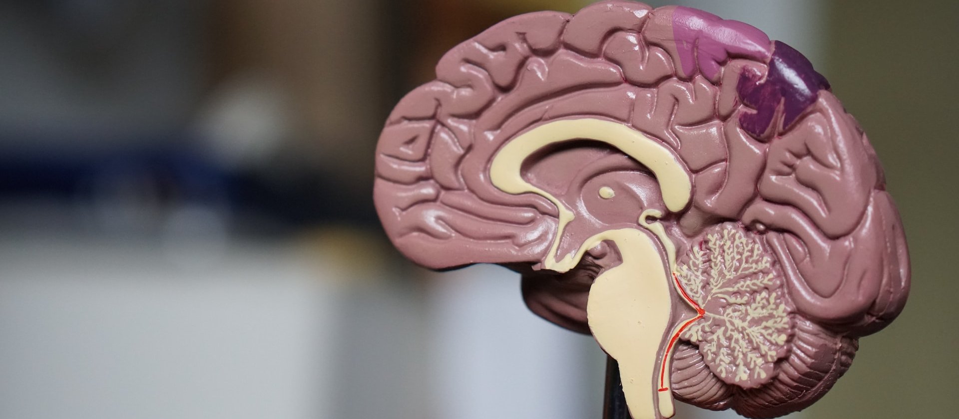 Brain model [Robina Weermeijer on Unsplash]