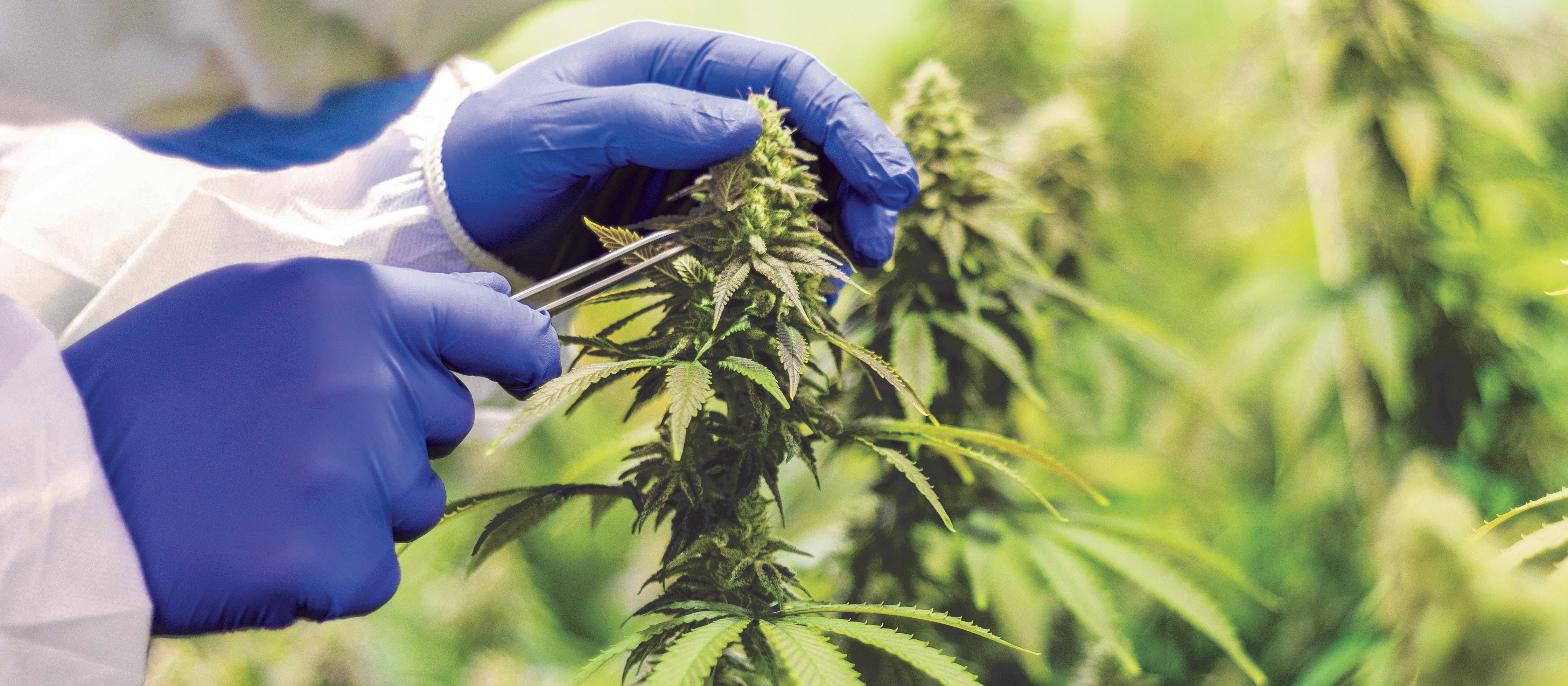 Medicinal Cannabis CR Supplied Helius 
