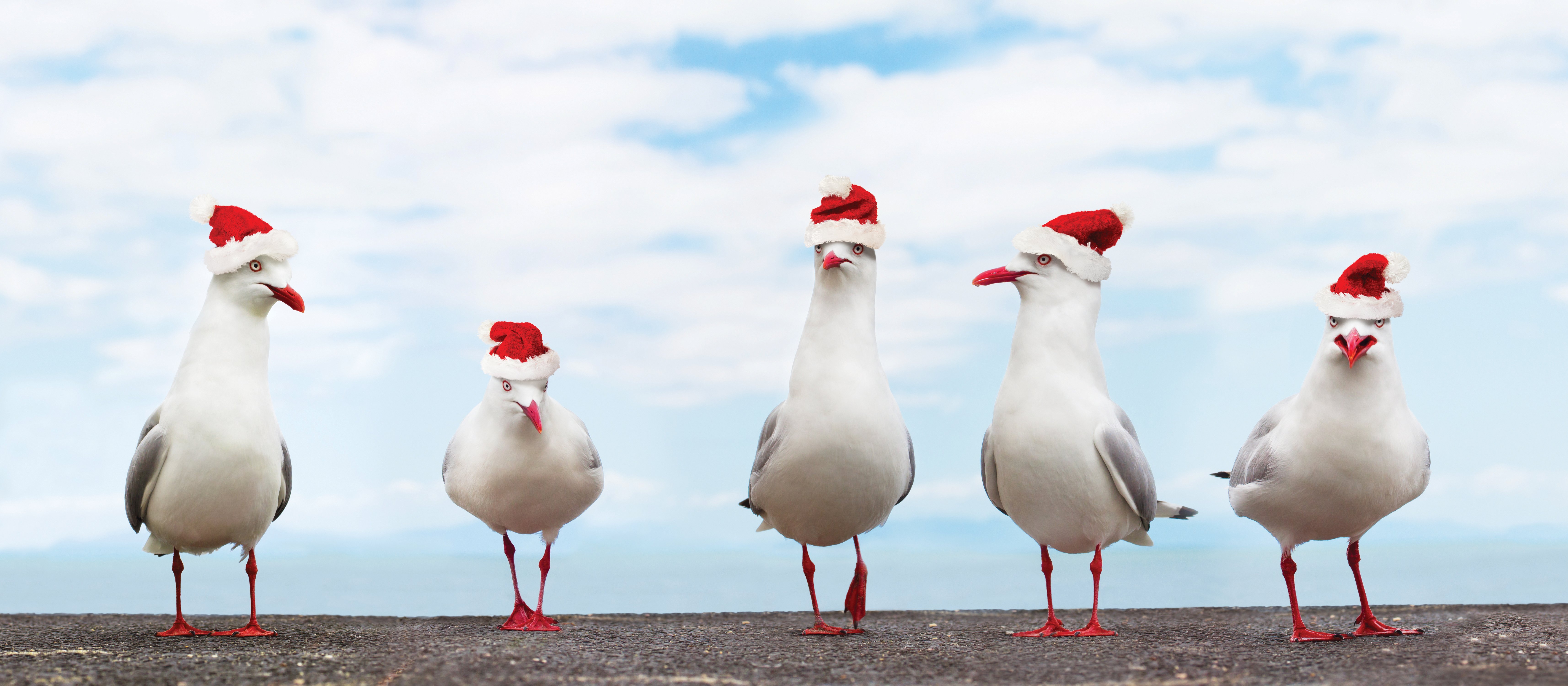 Xmas Seagulls CR Pixooz on iStock 