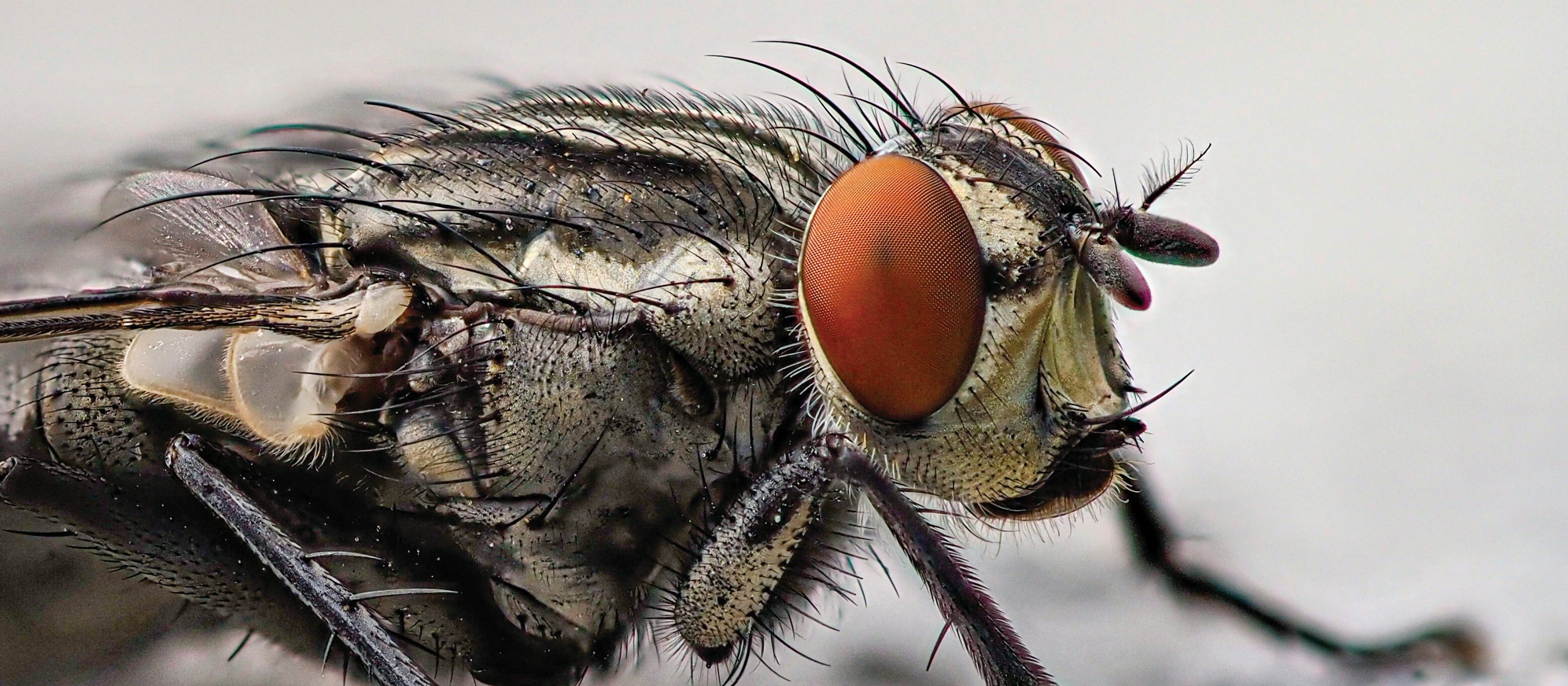 Fly Close UP CR Tobias Roth on Unsplash 