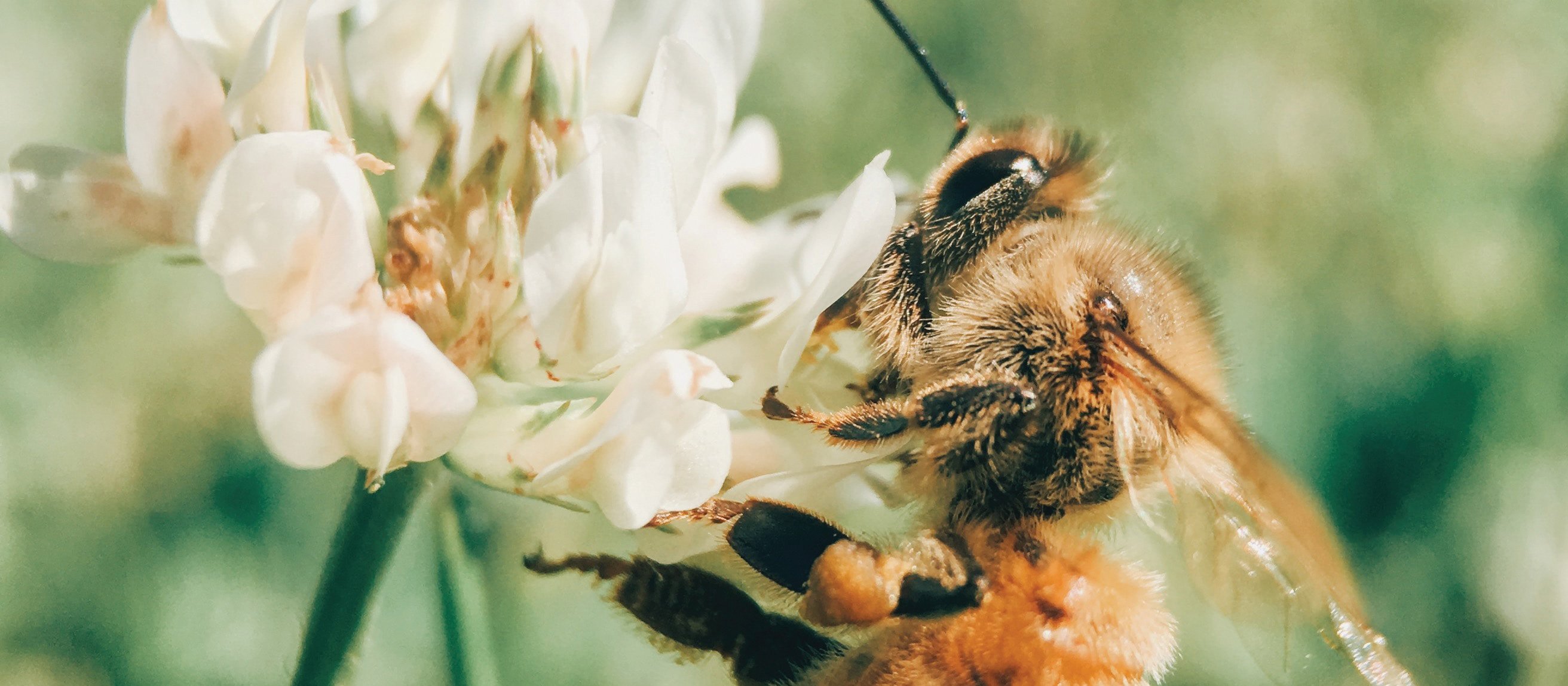 Honey Bee