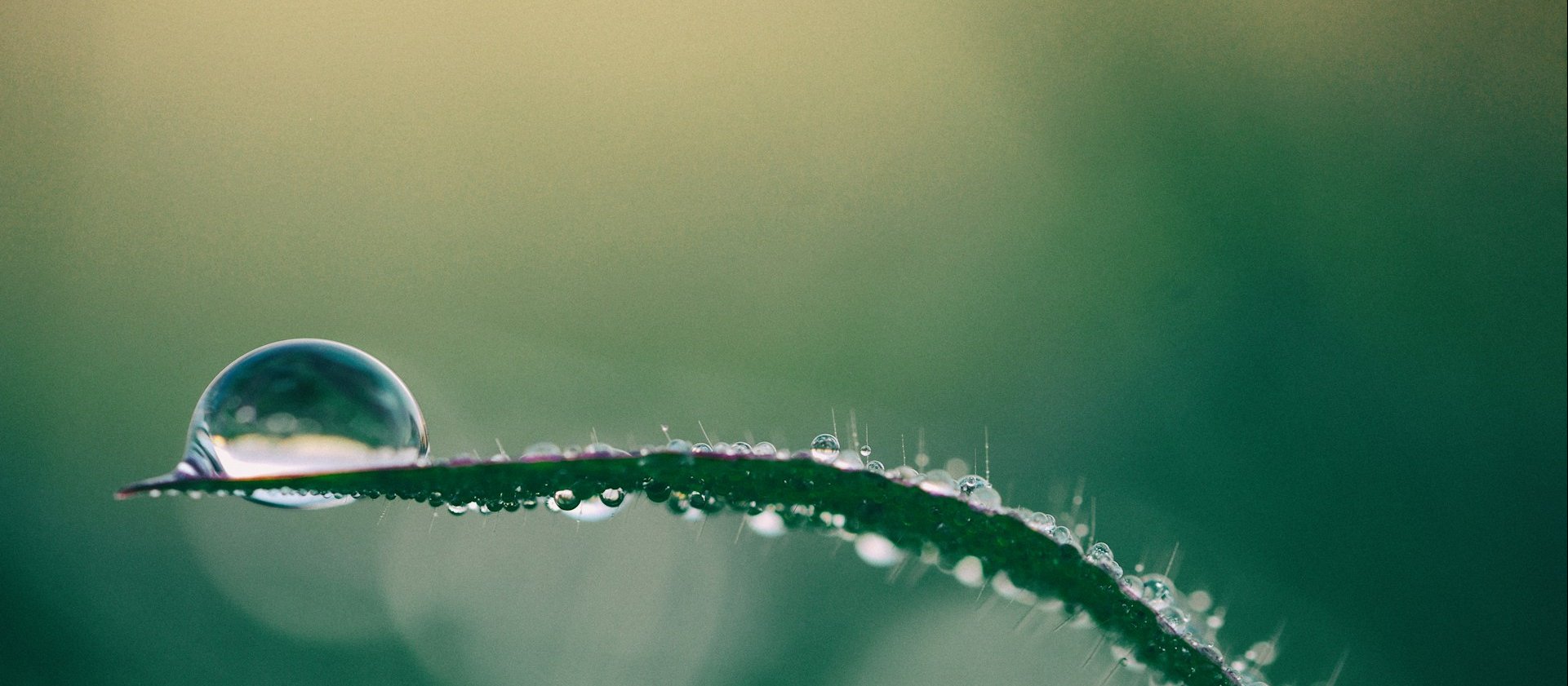 Droplet on leaf CR Aaron Burden on Unsplash