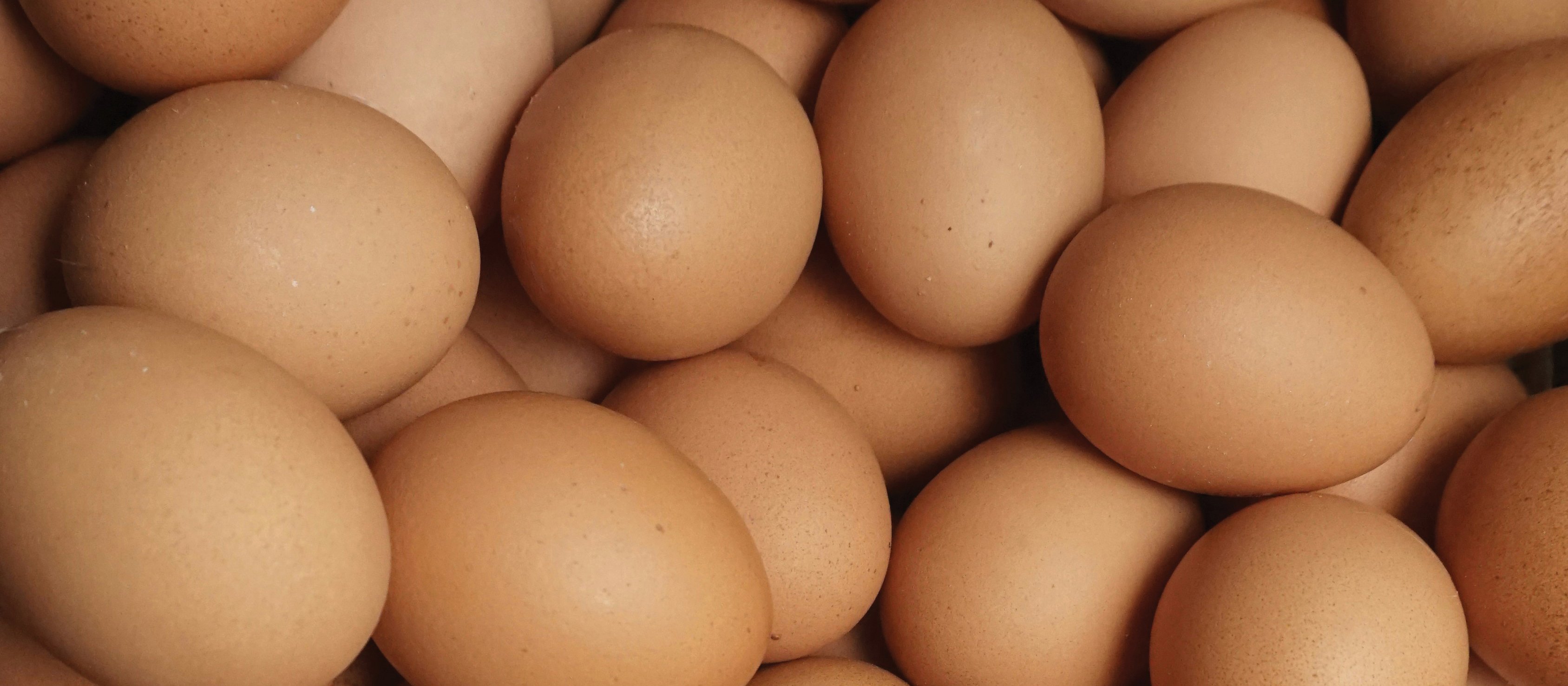 Eggs
