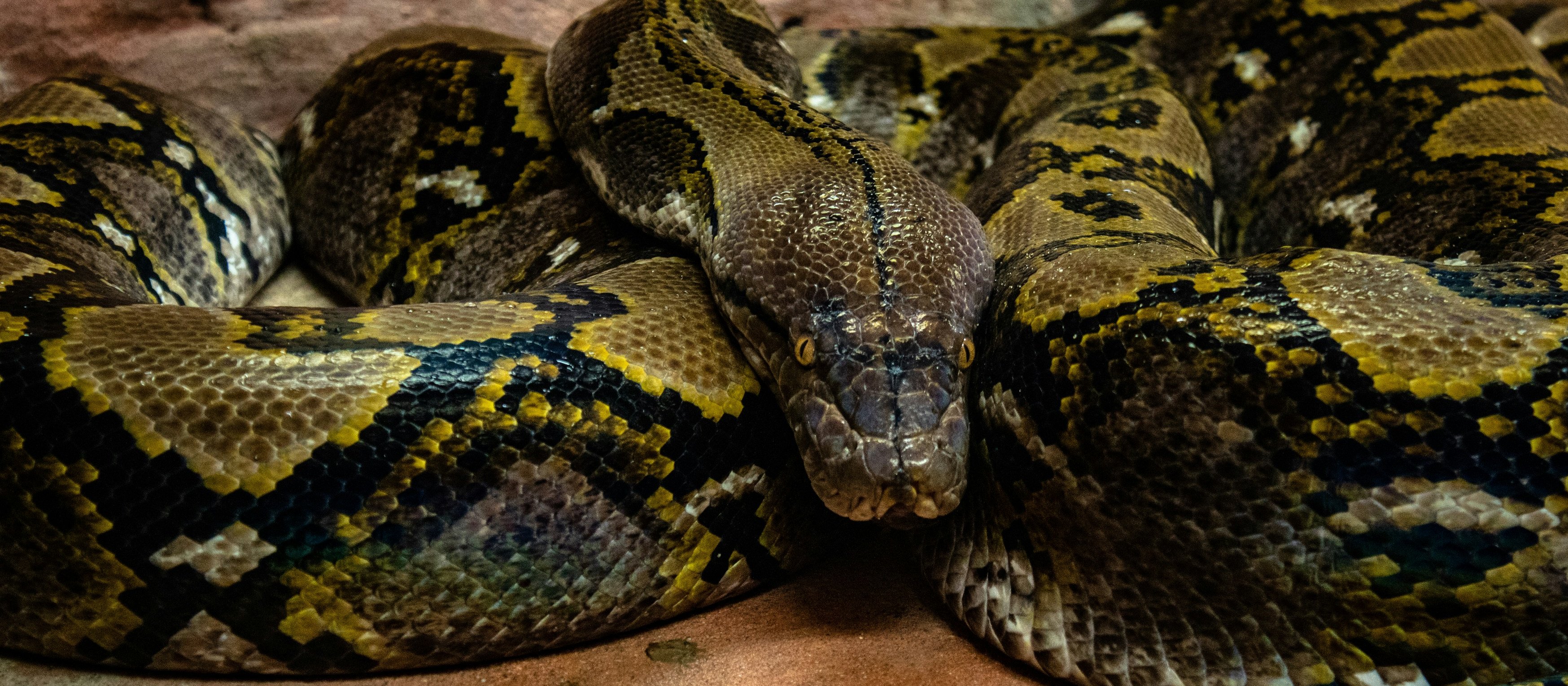 Python CR Joshua J Cotten on Unsplash
