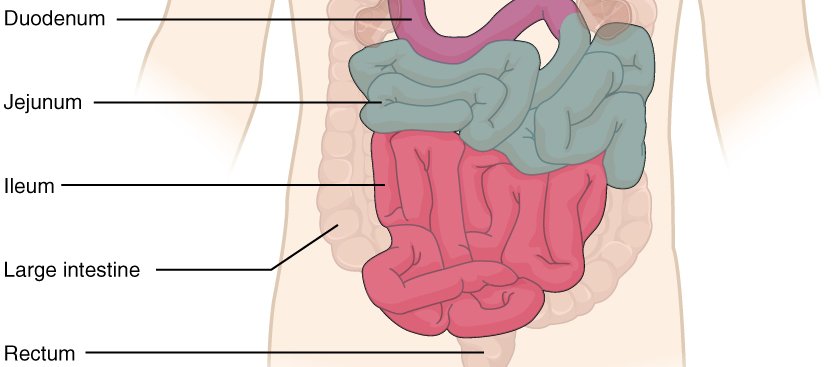 Diagram of the Gut