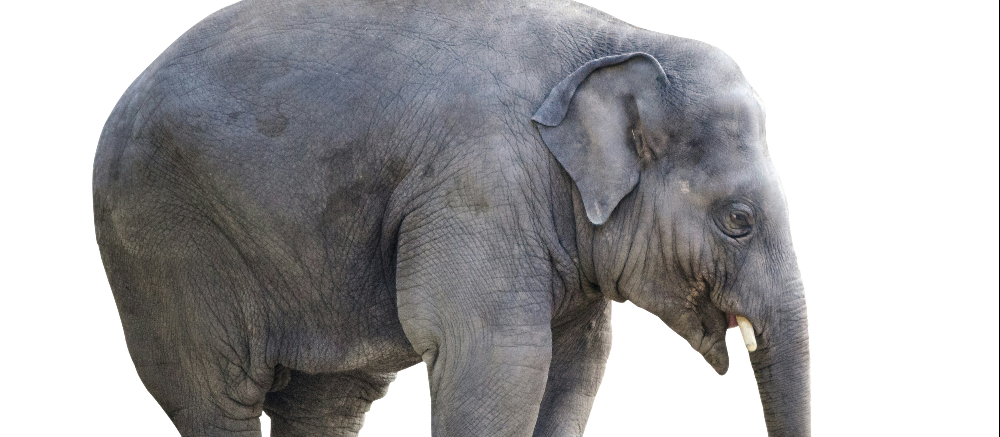 Indian Elephant CR kaffeebart on Unsplash