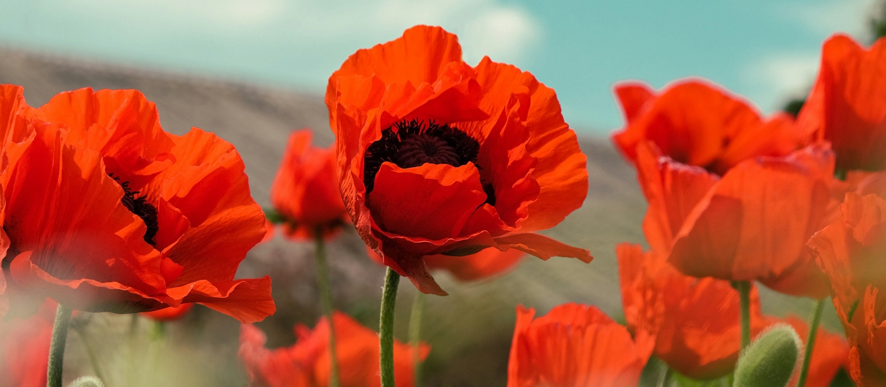 Poppy ANZAC
