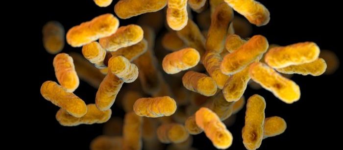 Bordetella Pertussis [Meredith Newlove on the Public Health Image Library]