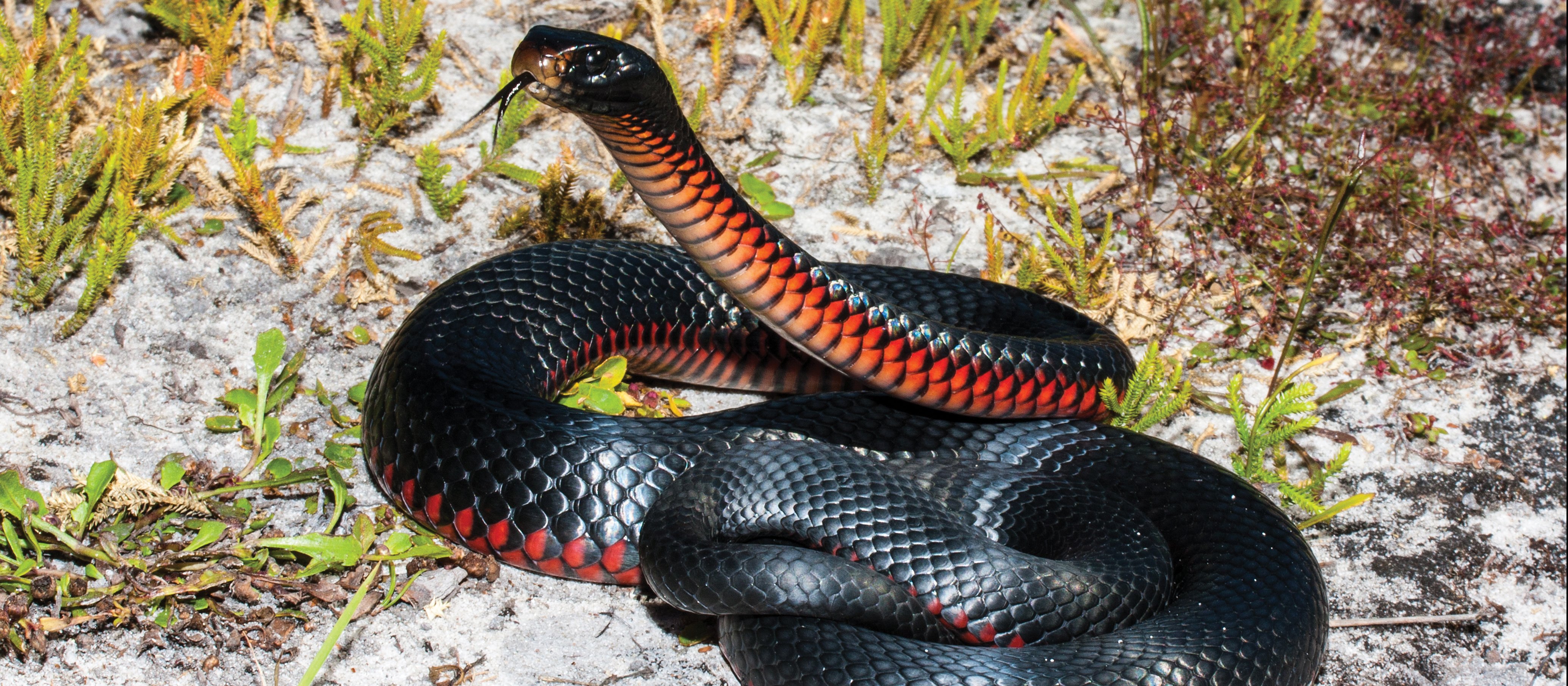 Red Bellied Black Snake Australia CR Ken Griffiths on iStock