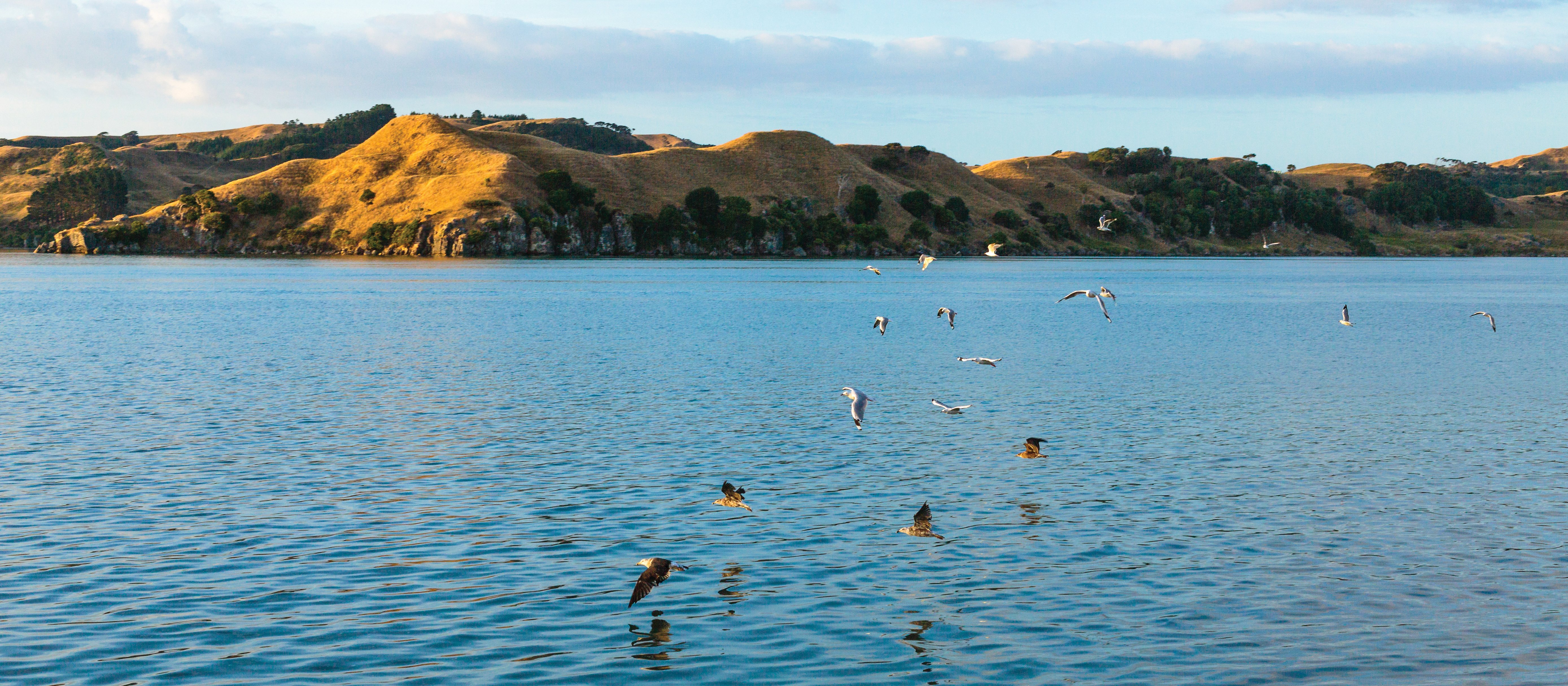 Raglan harbour CR NZD Virginia McMillen 