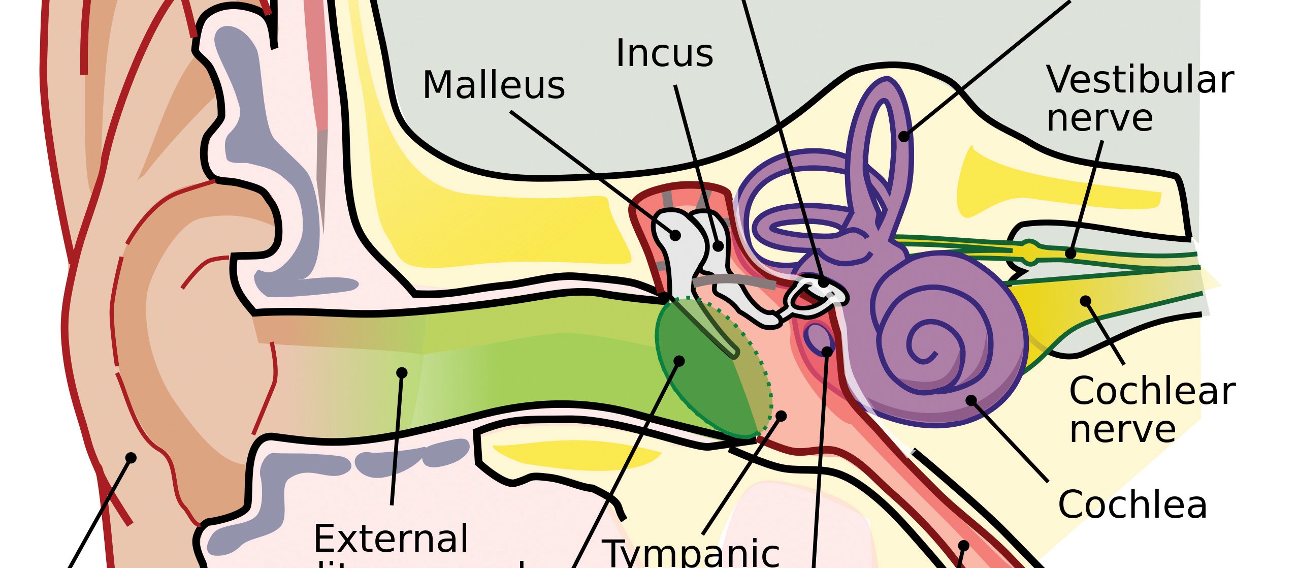 Ear canal