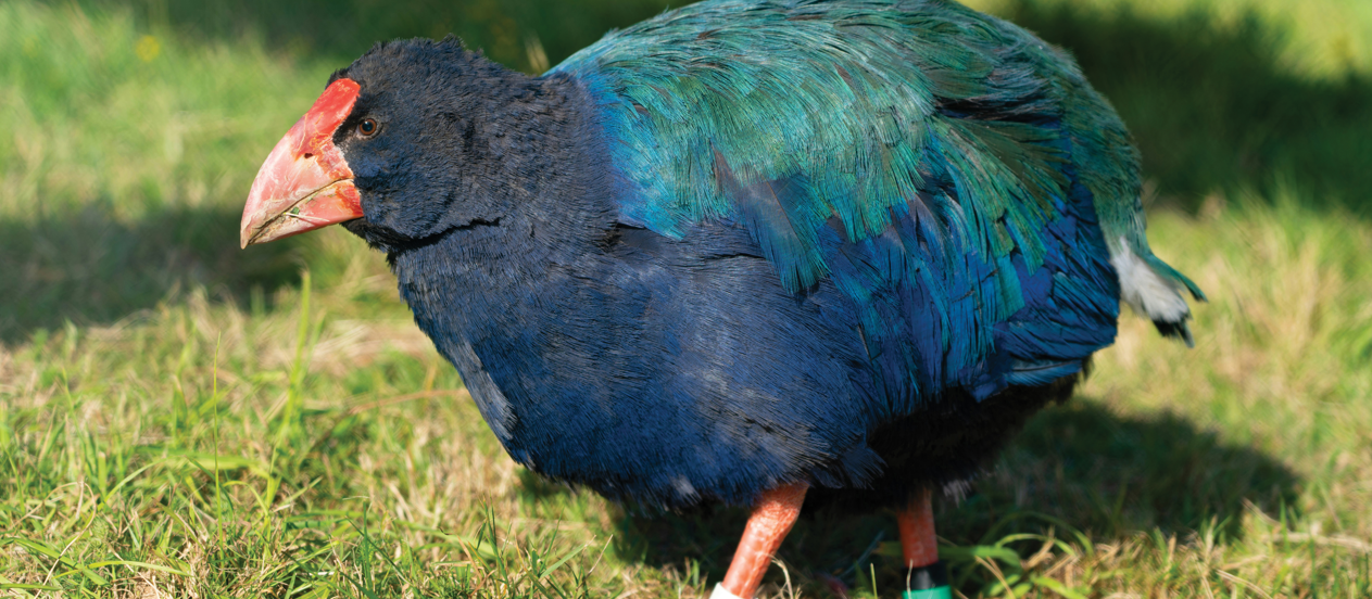 Takahe CR Timo Vol on Unsplash