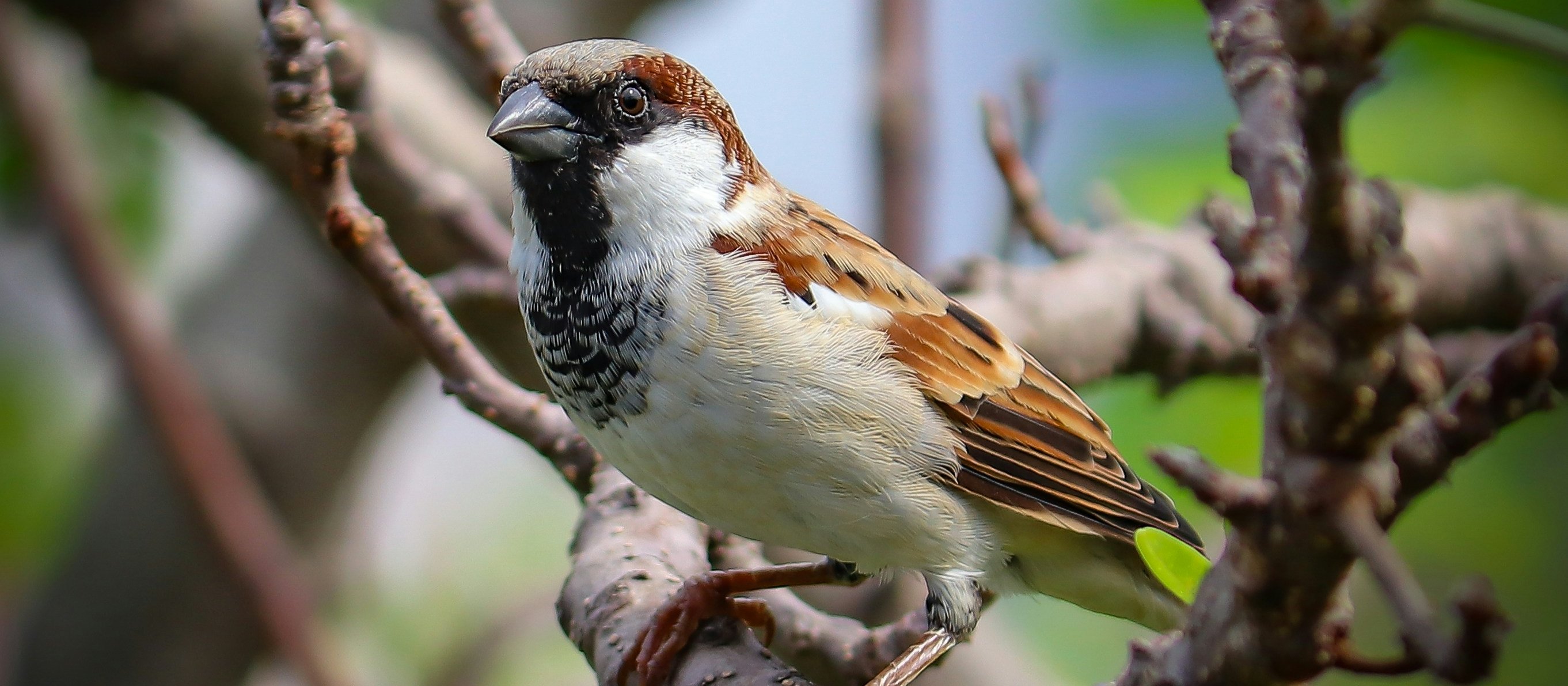 Sparrow, bird, tree [Aniket Solankar on Unsplash]