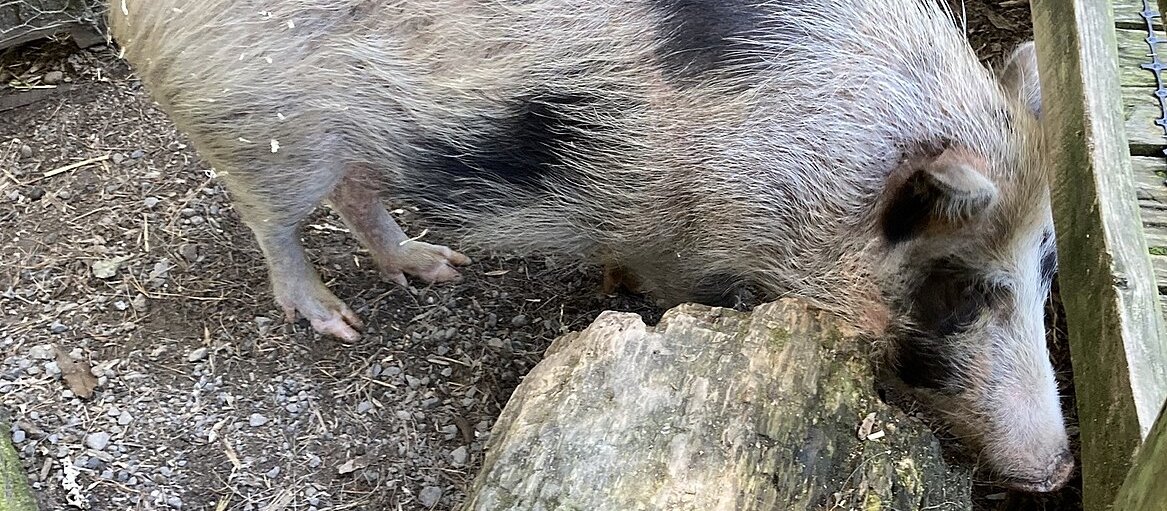 Auckland Islands pig