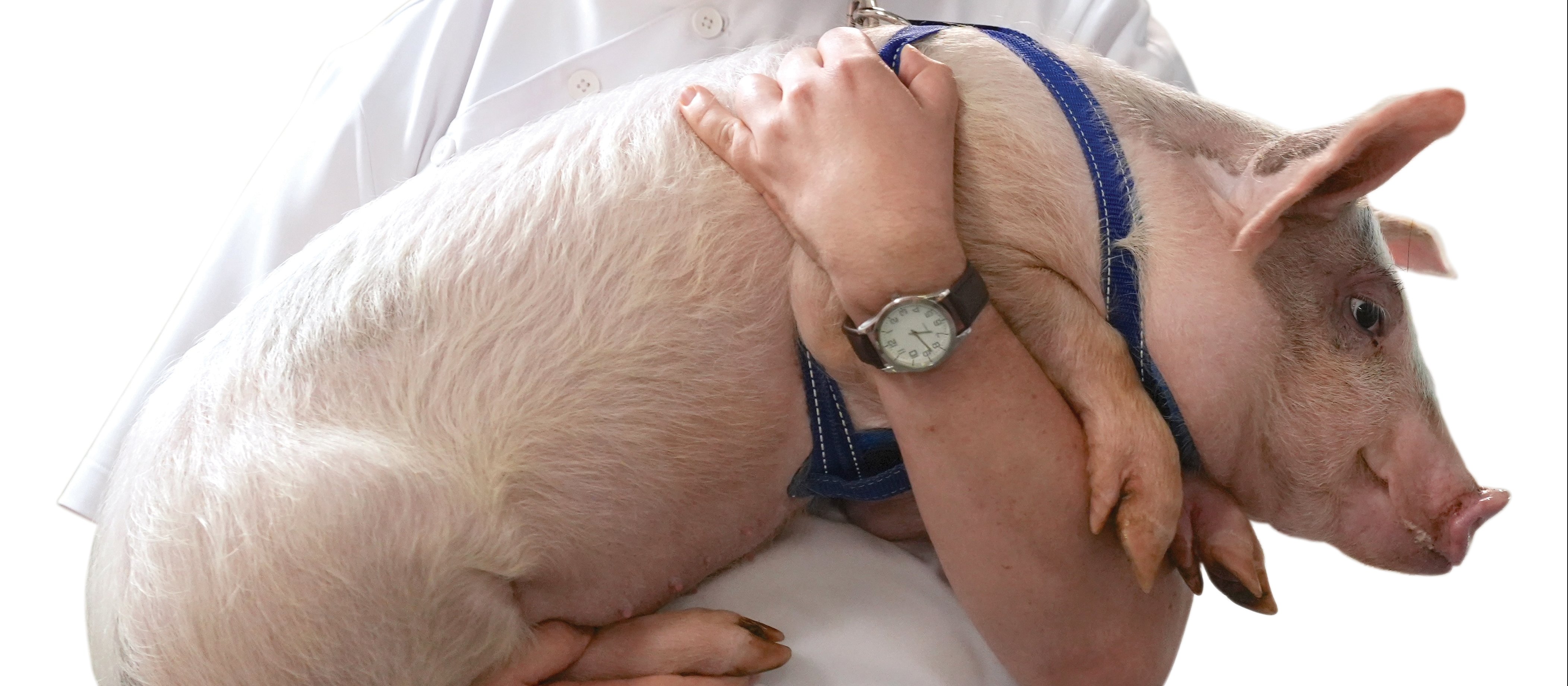 Paul Waggott as Thaddeus Fleiss holding pig