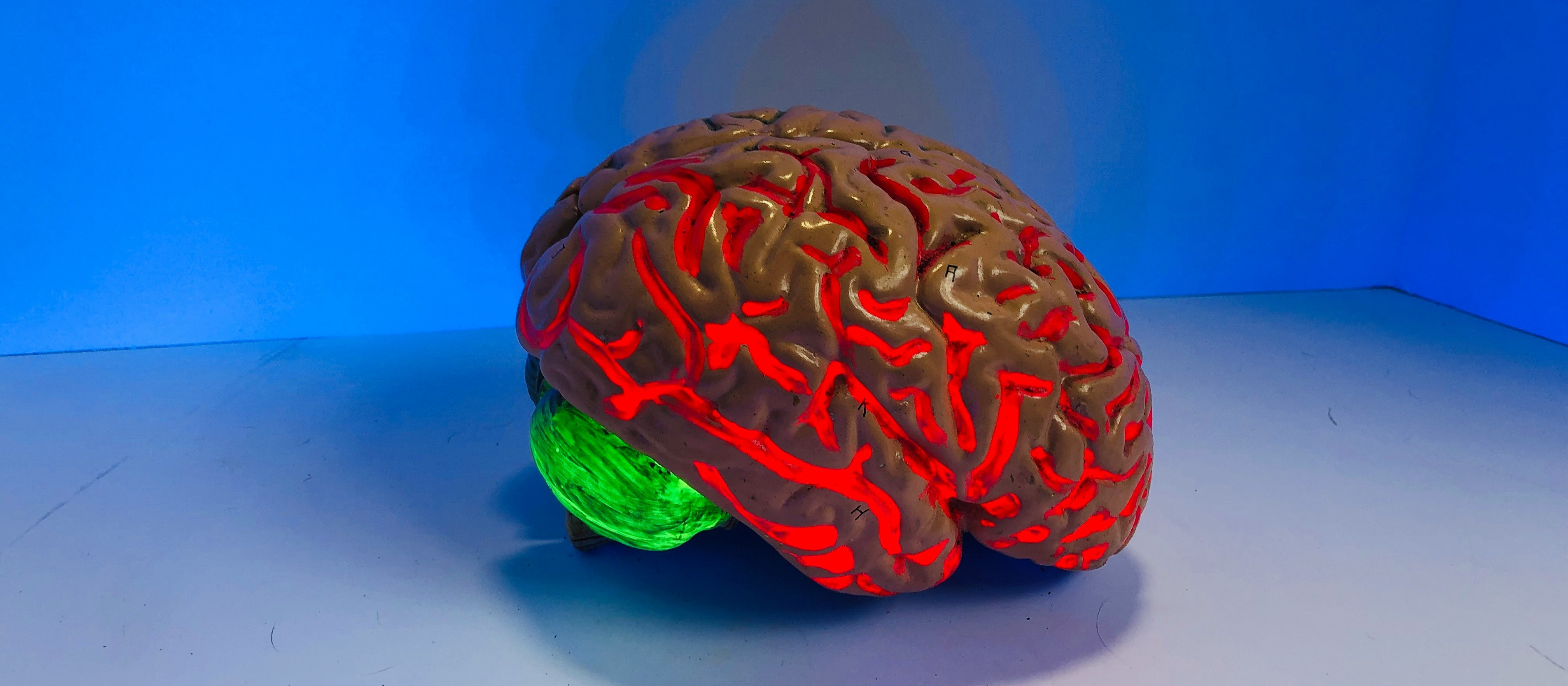 Brain CR Natasha Connell on Unsplash