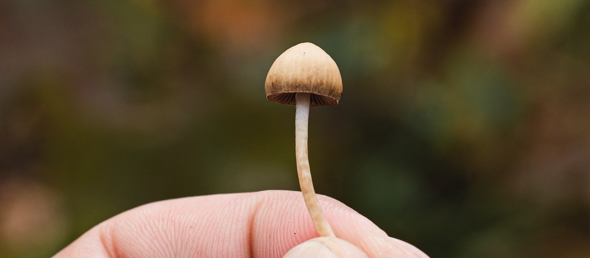 magic mushroom CR Artur Kornakov on Unsplash