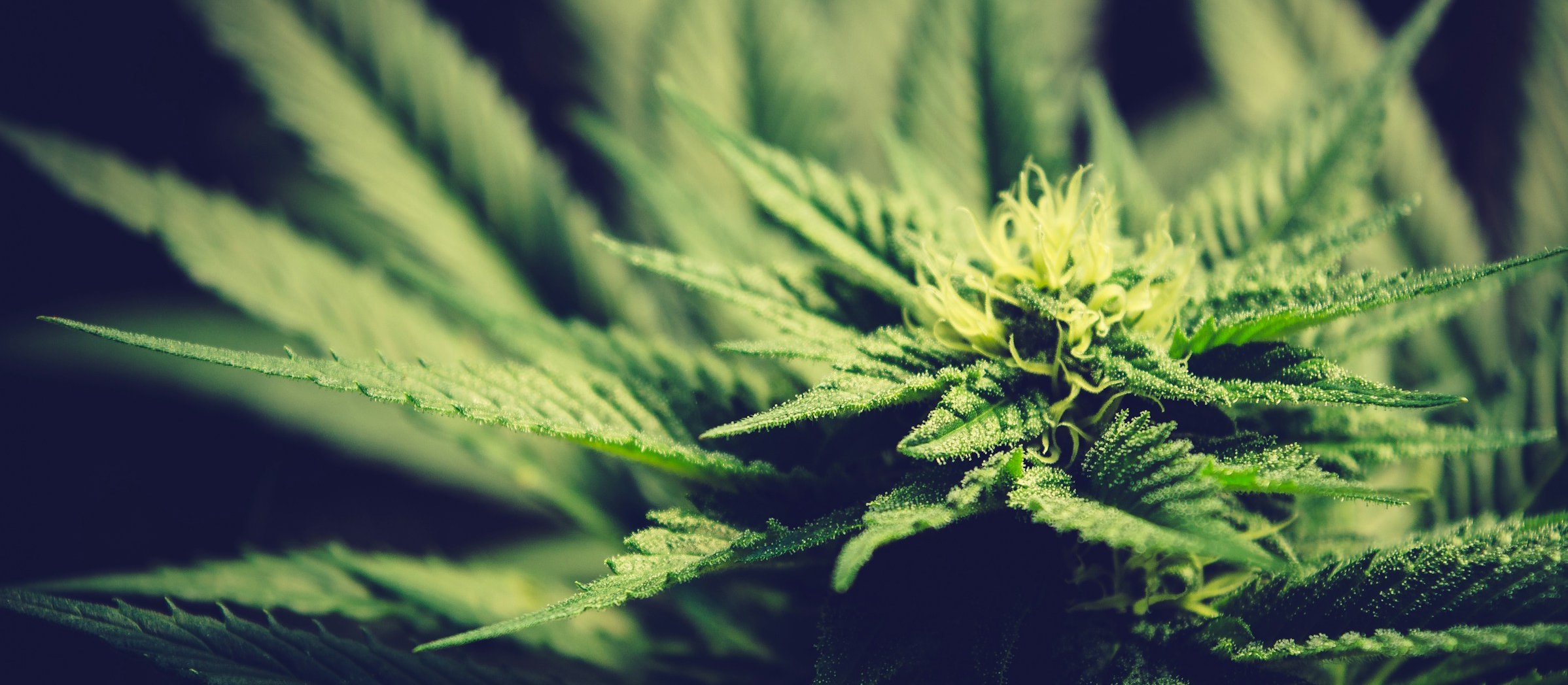 Marijuana