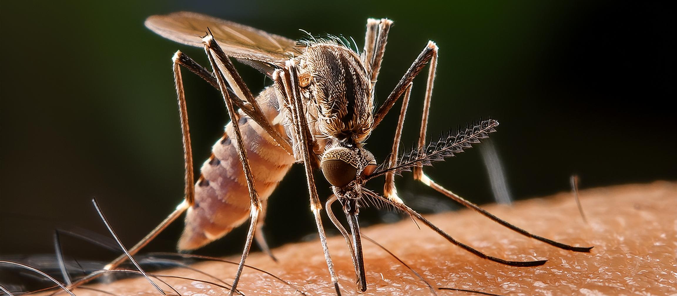 Mosquito GenAIImage