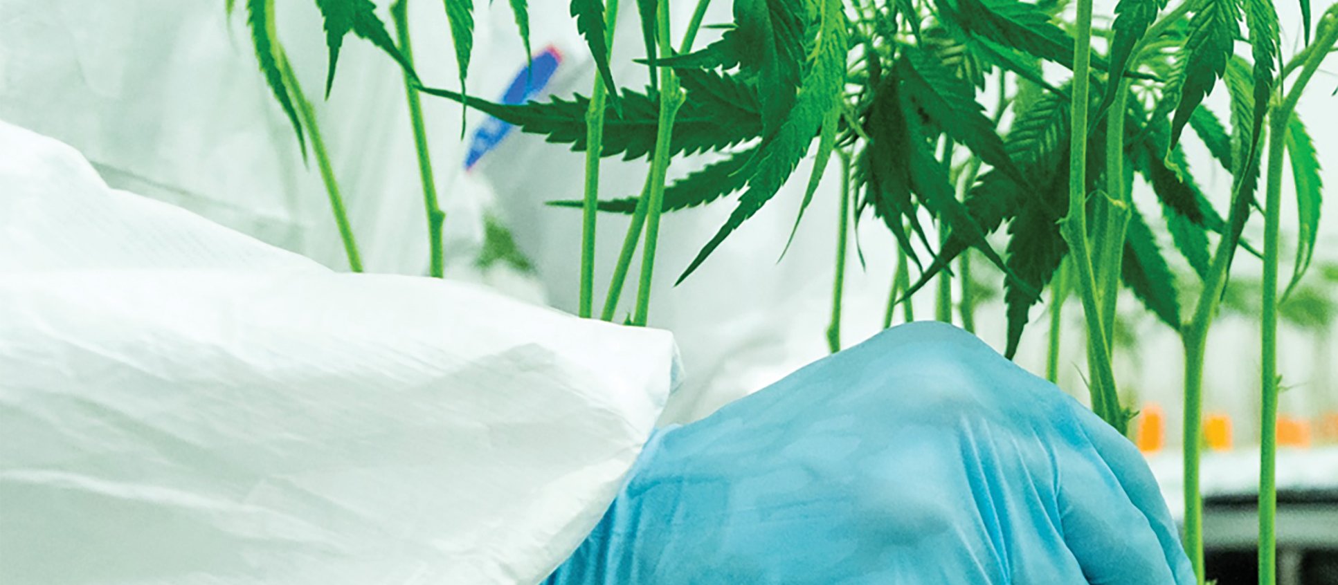 Cannabis