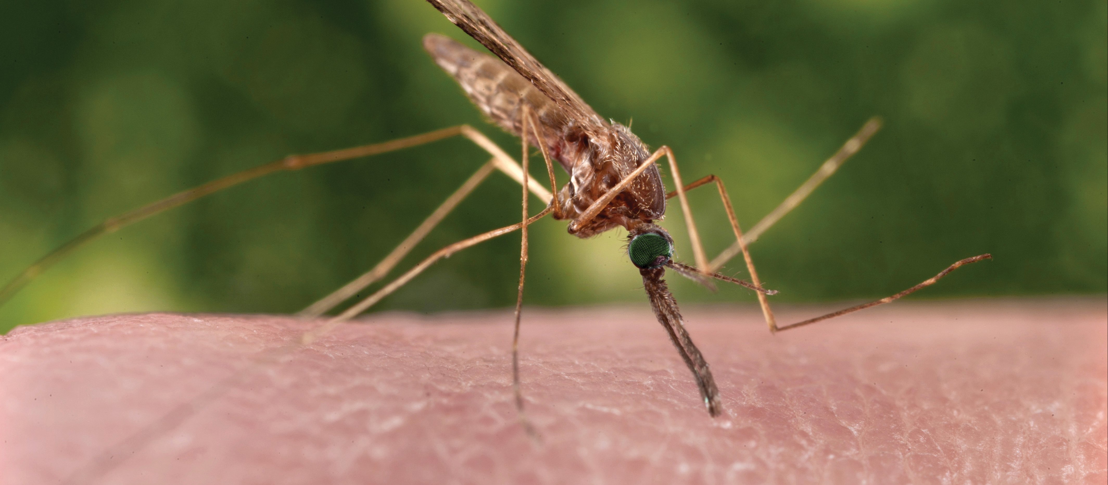 Travel-Med_Mosquito