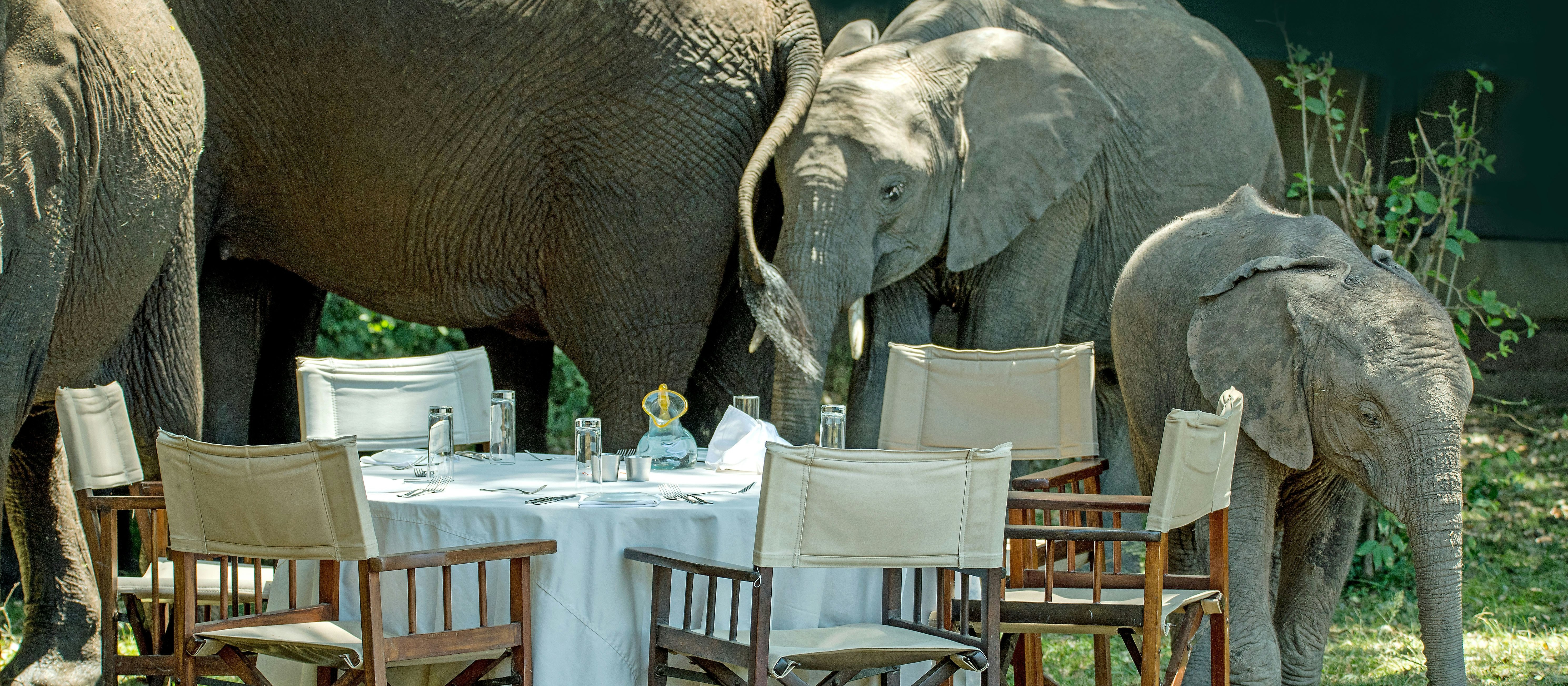 Elephants