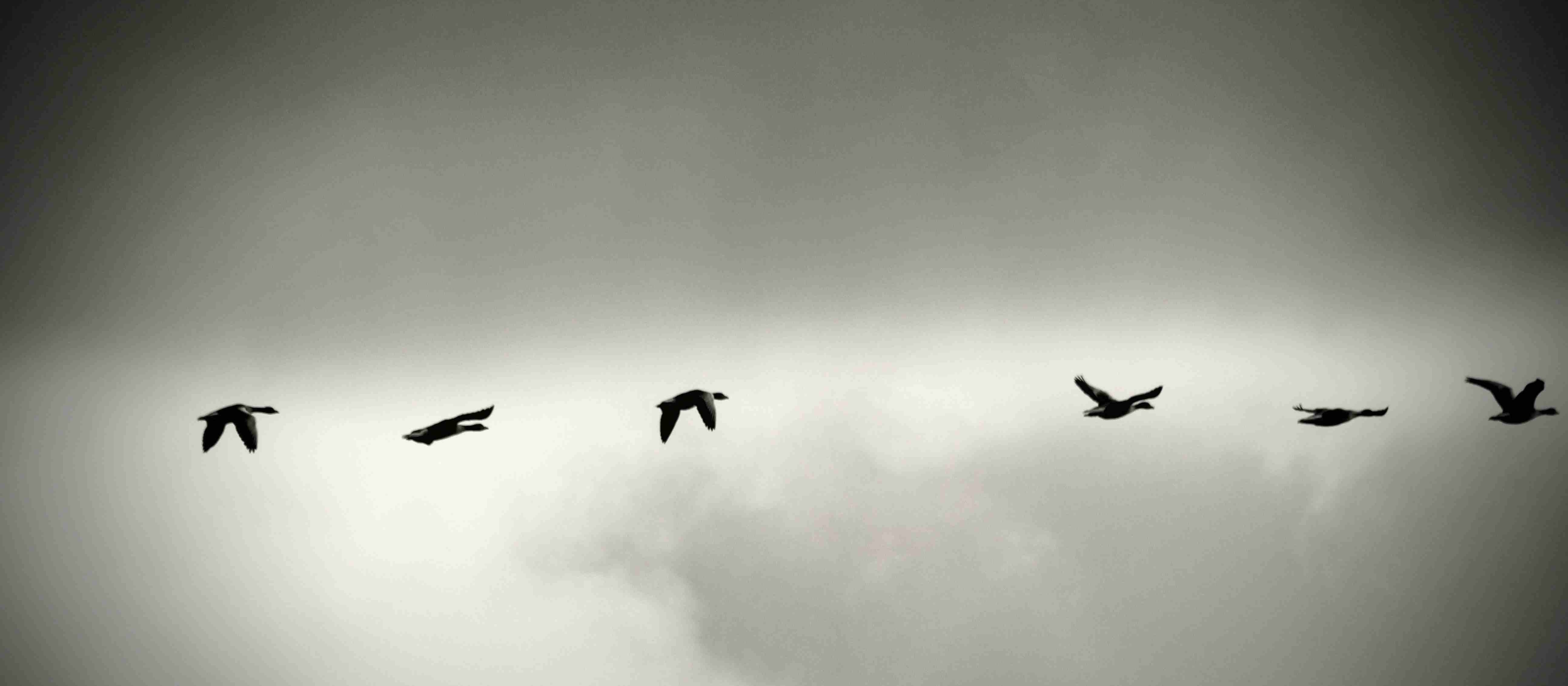 Birds flying Denley Photography on Unsplash