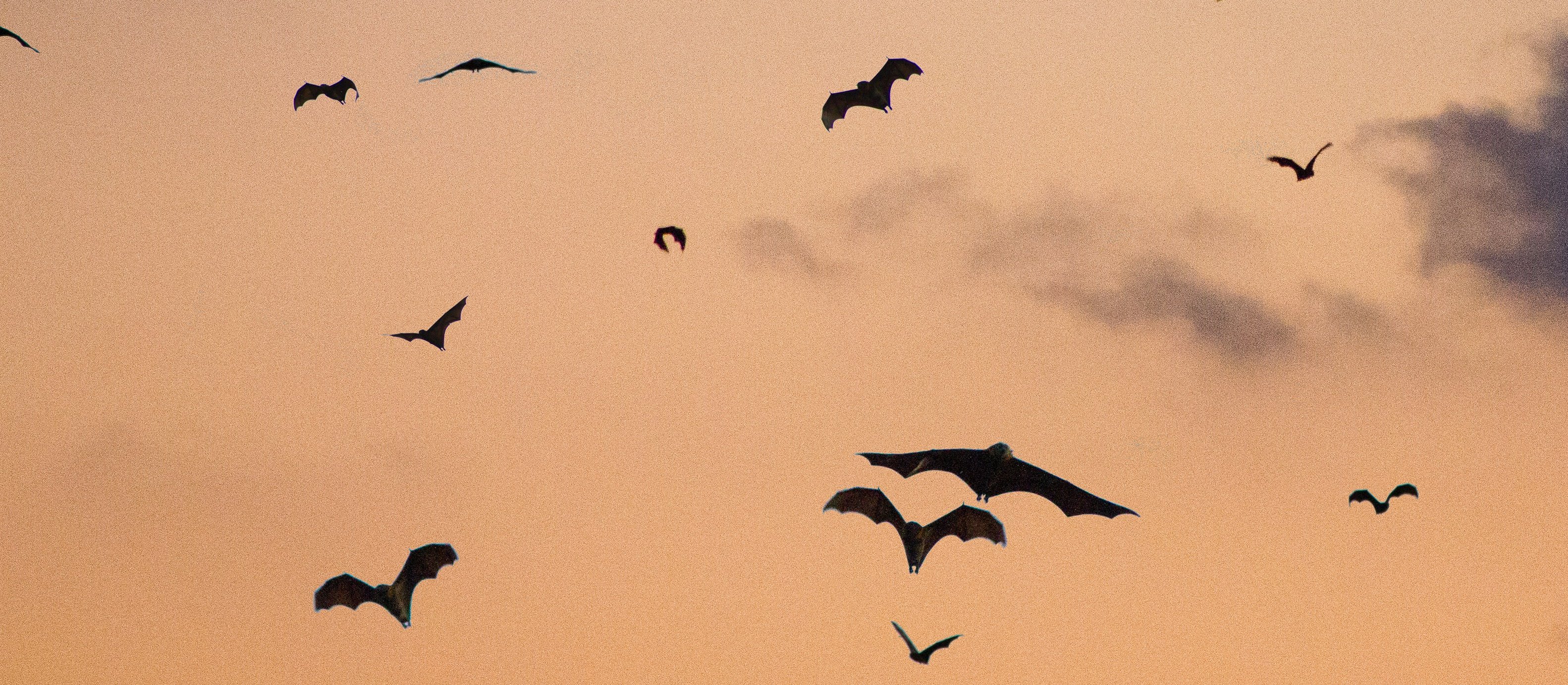 Bats CR Clement Falize on Unsplash