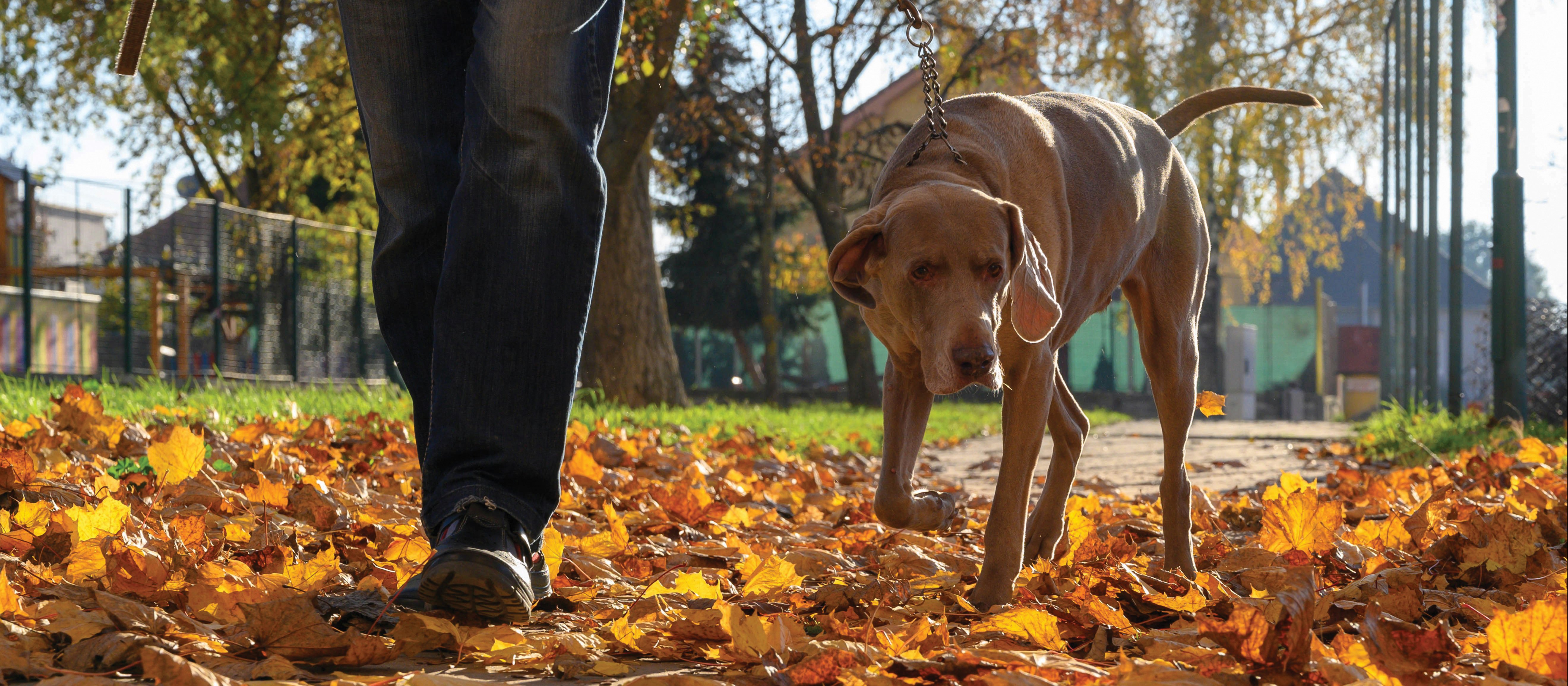 Dog Walking