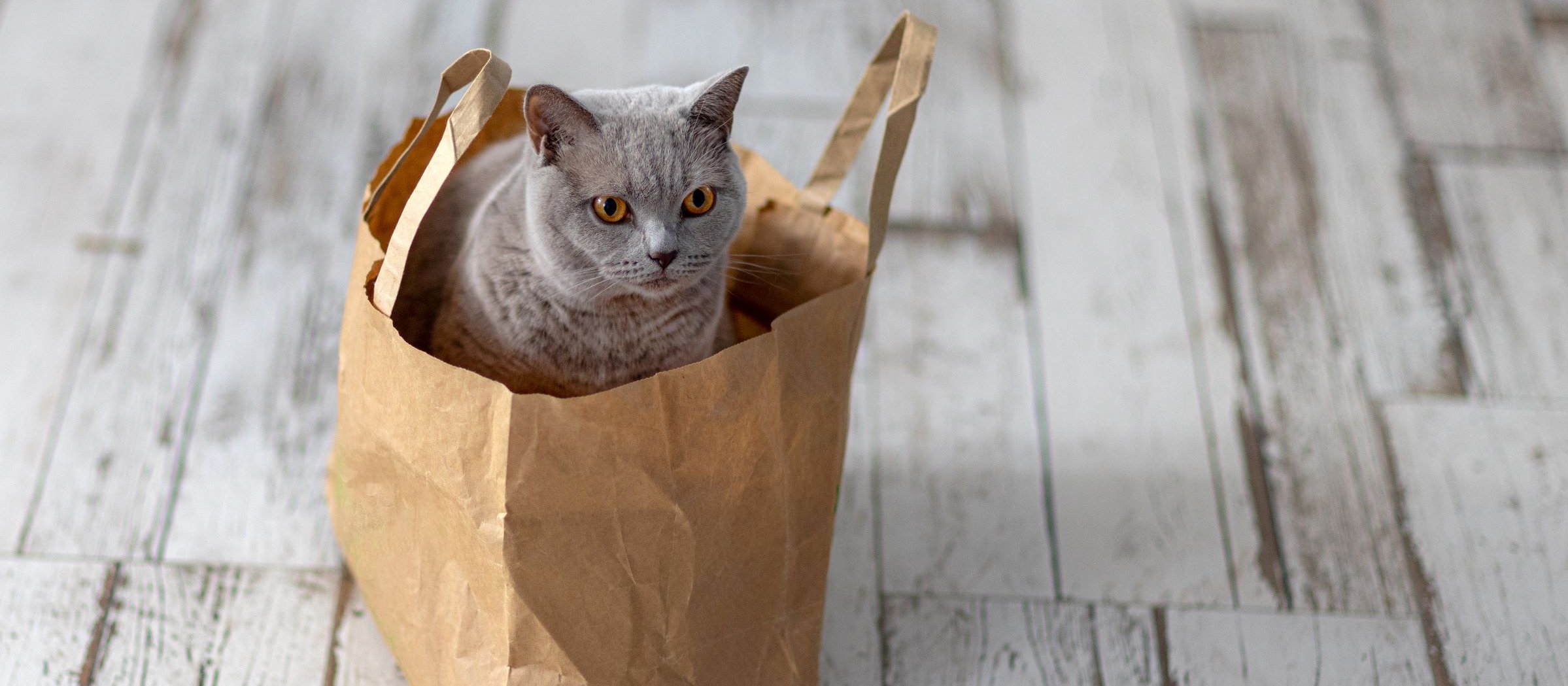 Grey cat in bag