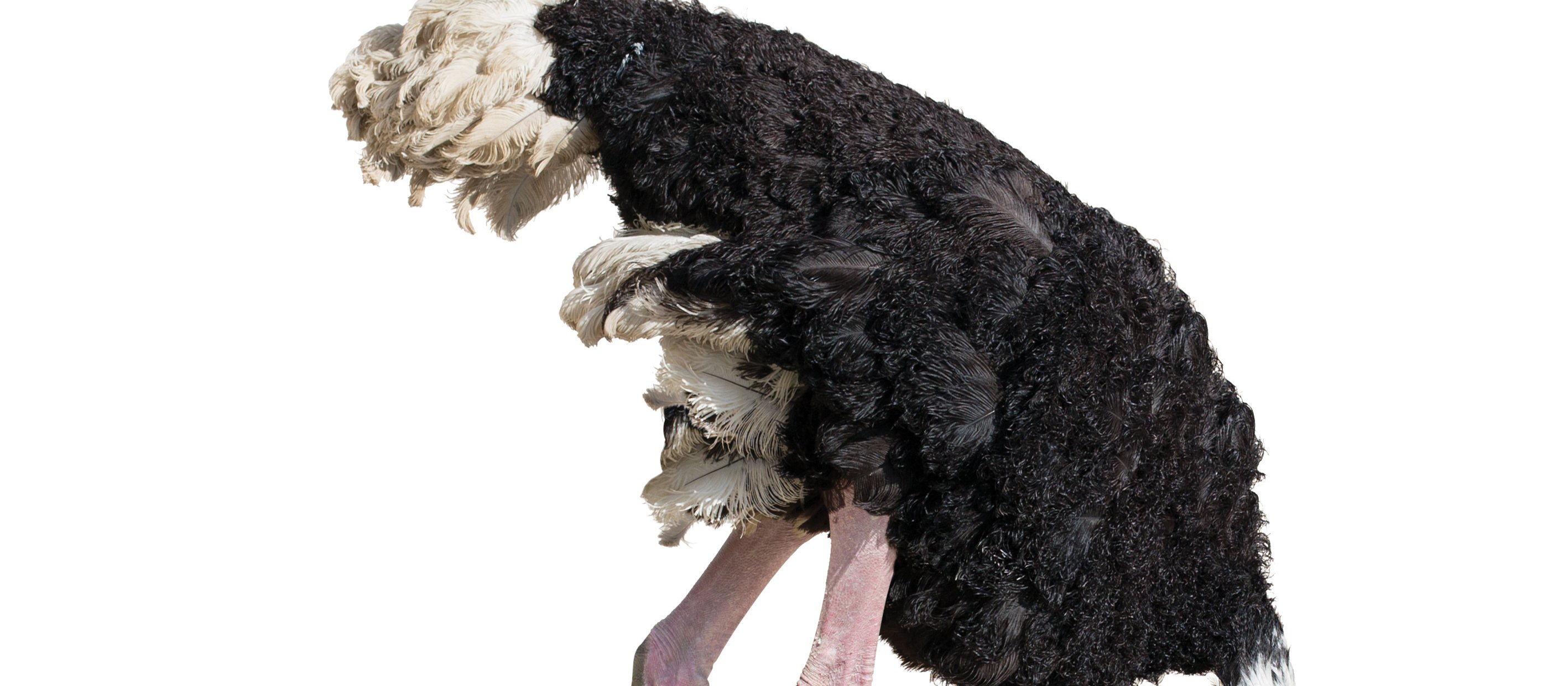 Ostrich CR Andrey Kuzman on iStock