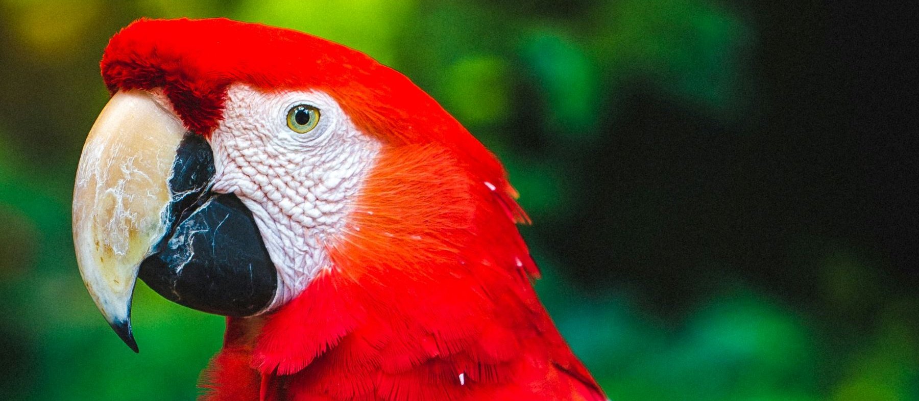 Parrot CR Christopher Alvarenga on Unsplash