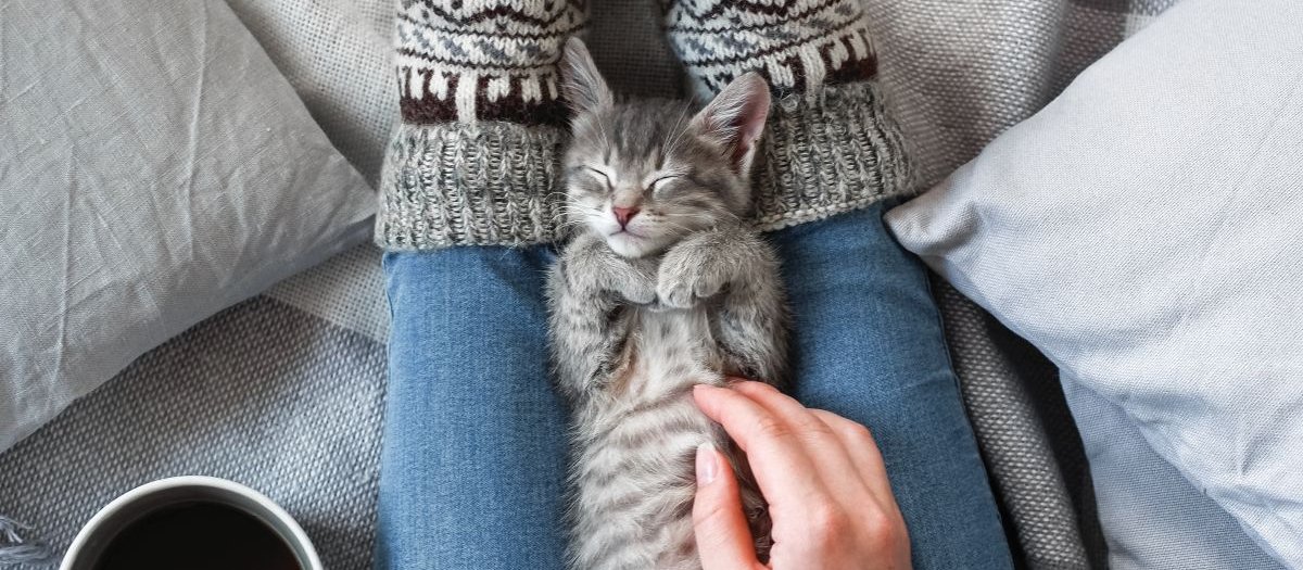 Woolly socks, winter warmers, cat, warmth