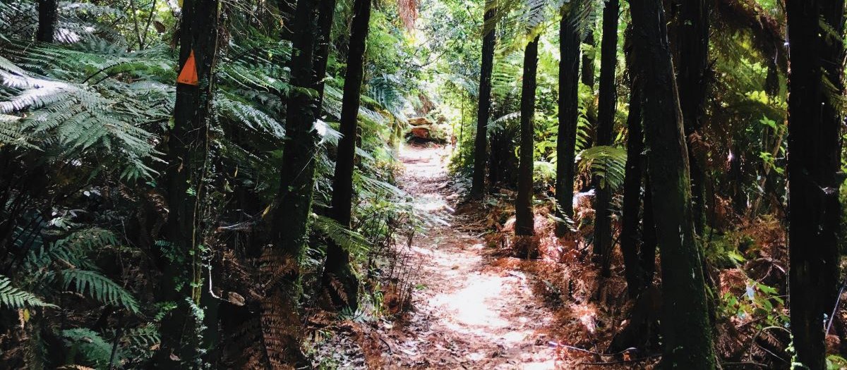 Forest path