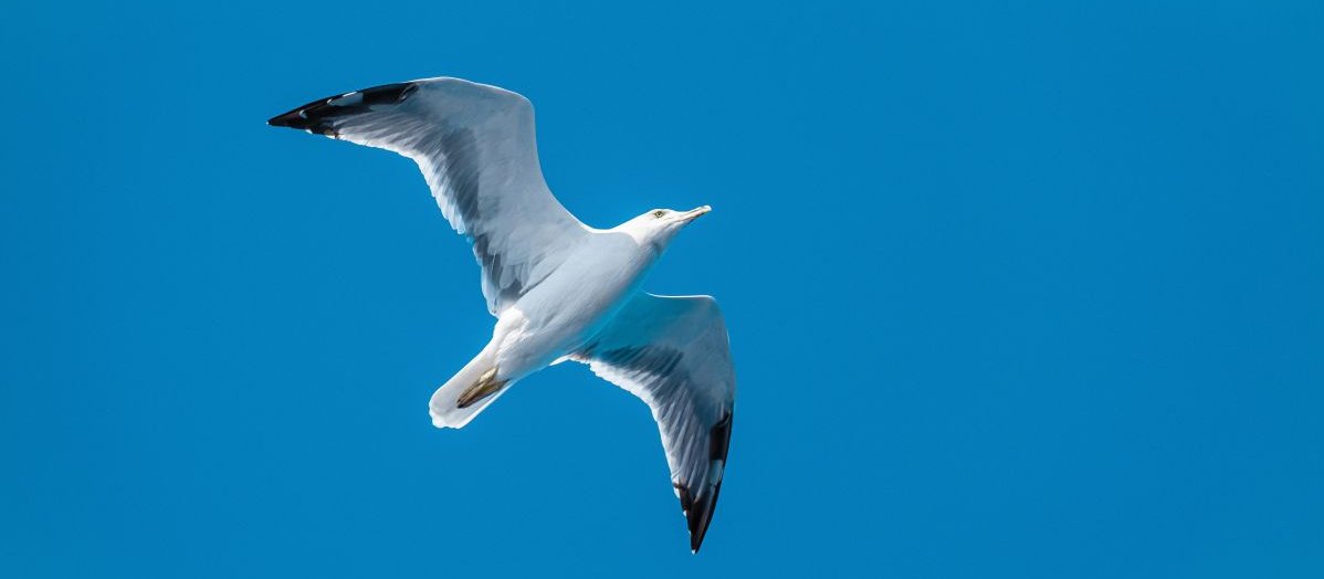 Seagull CR Felix Rostig on Unsplash.jpeg