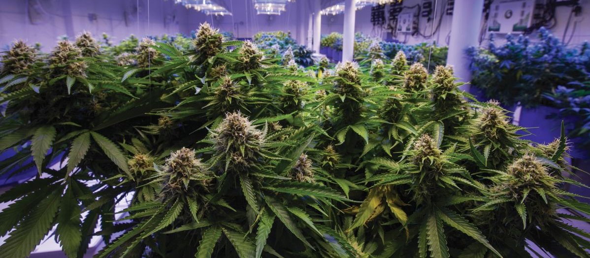 Cannabis plants