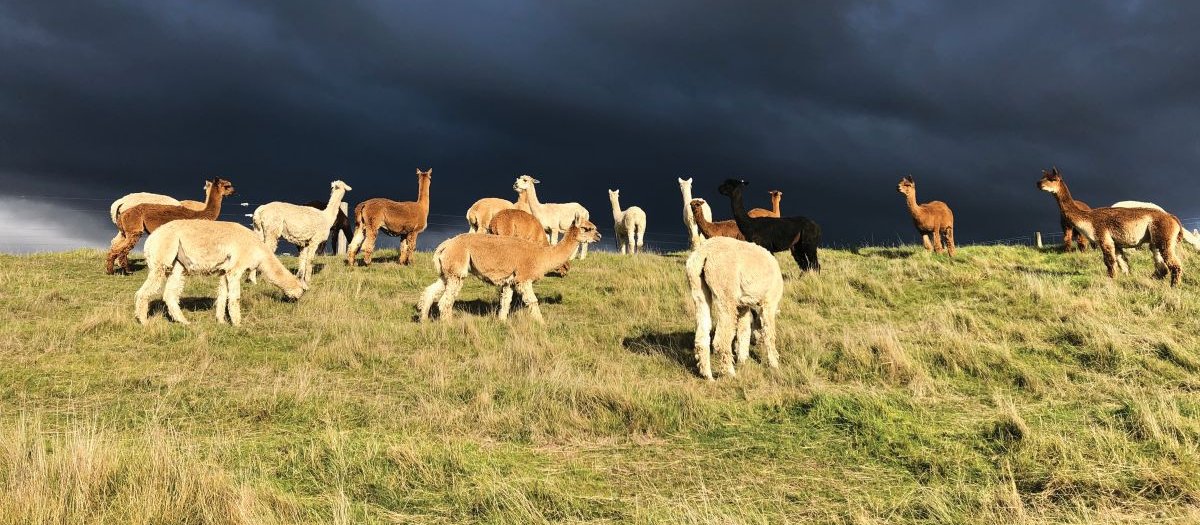 Alpacas on the farm