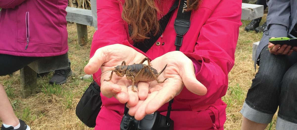 Barbara with weta