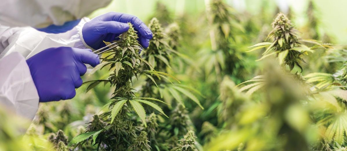 Cannabis D