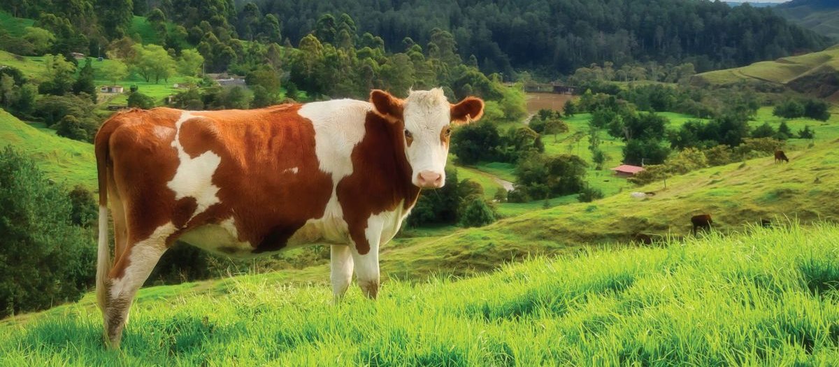 Cow CR Gabriel Porras on Unsplash