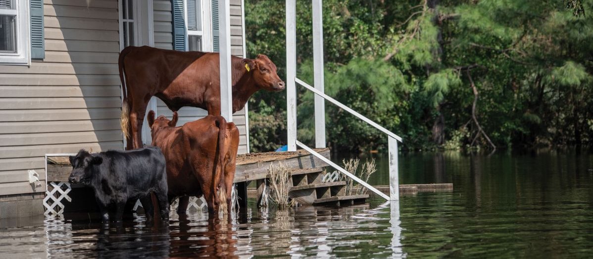 Cows stranded in flood CR Jo-Anne McArthur on Unsplash