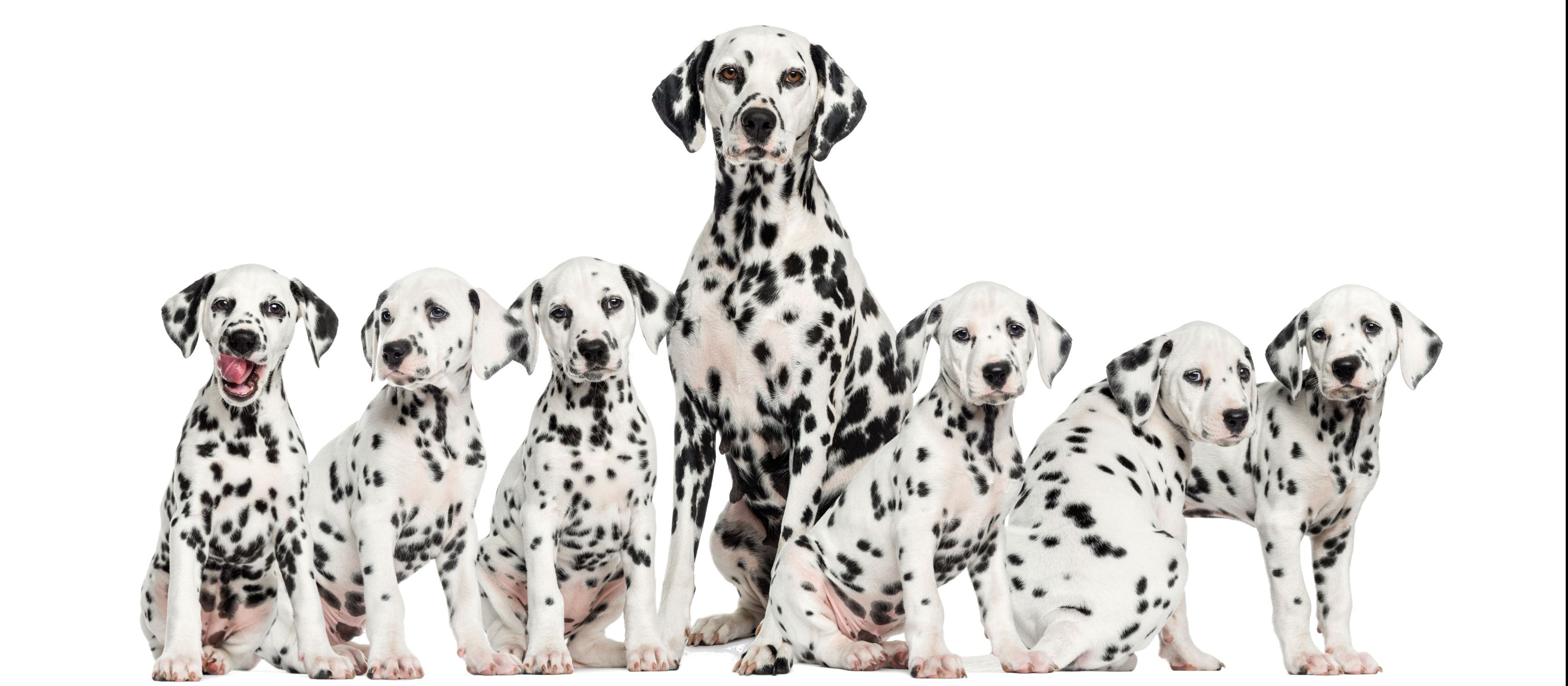 Dalmatians CR GlobalP on iStock