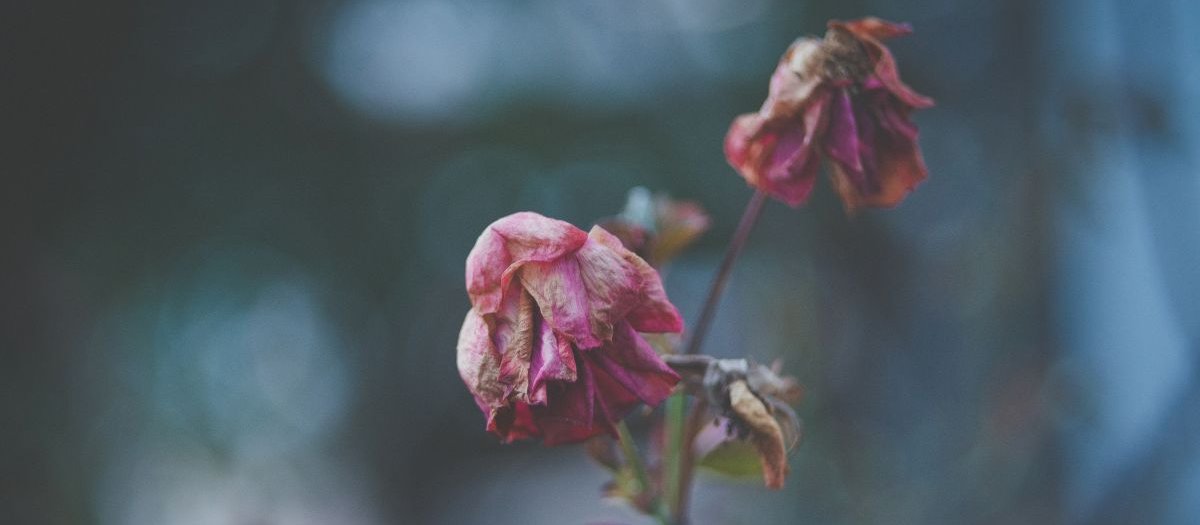 Dead Flowers CR Silvestri Matteo on Unsplash