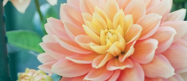 Dahlias
