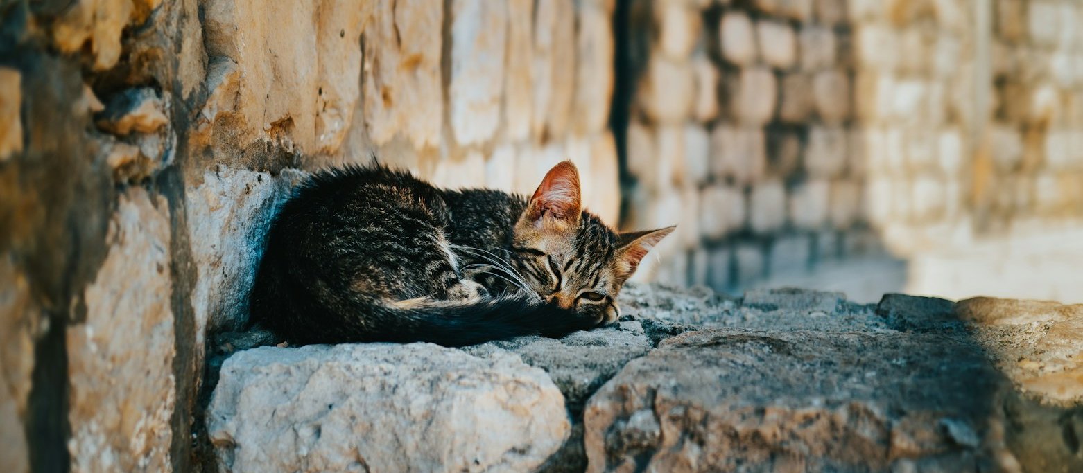 Cat sleeping